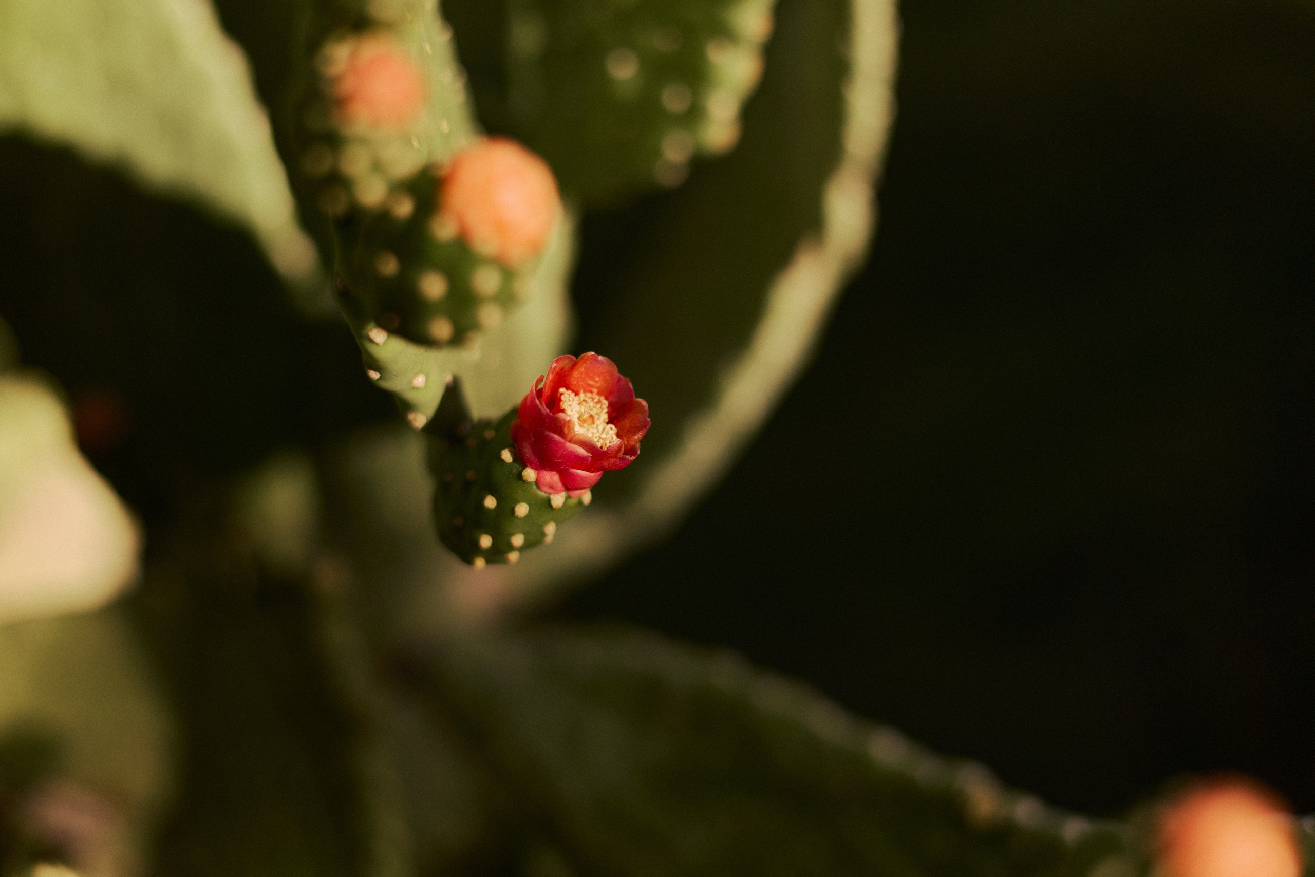 Другое 4. Jorgis — фотограф в Хургаде / обучение фотографии