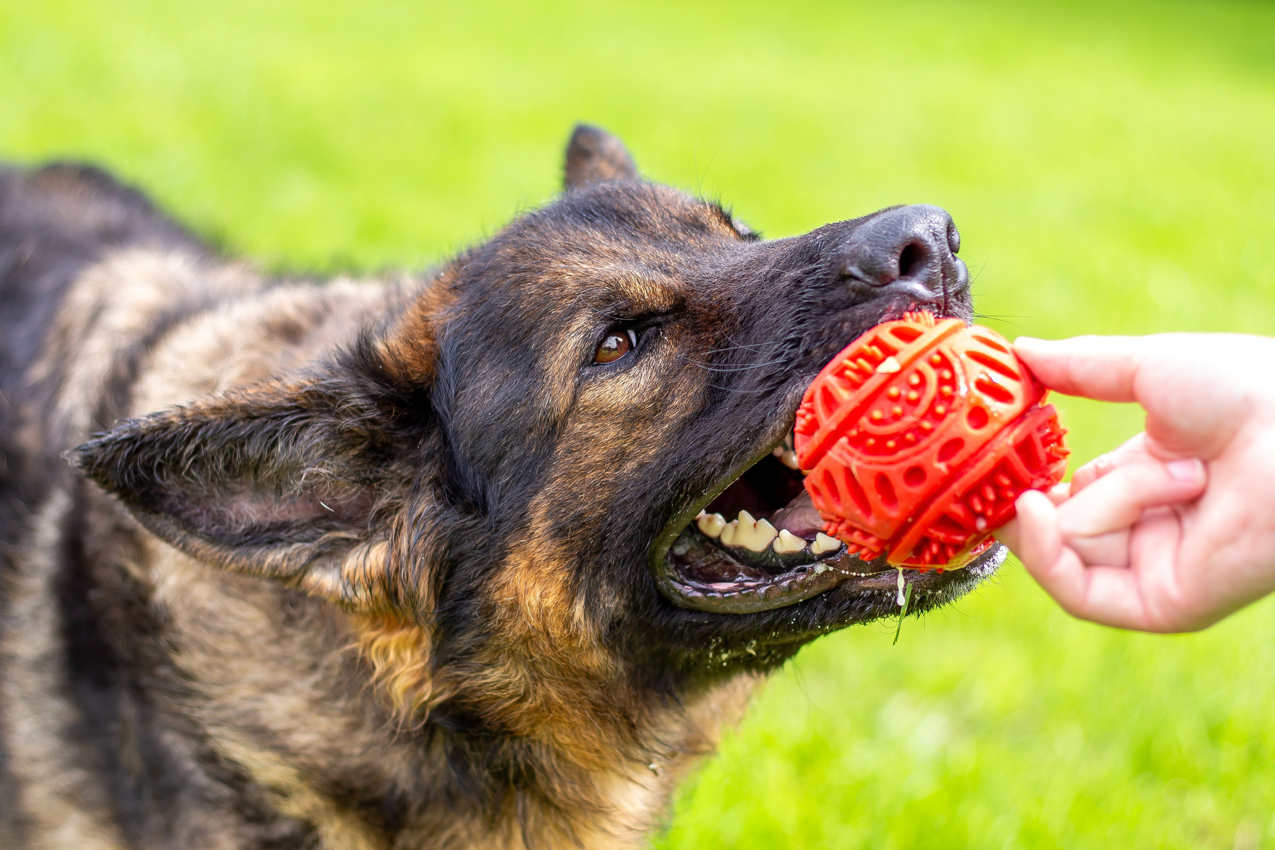 Собачья жизнь — Зоогостиница «Счастливые мечтатели». Фотограф • Орехово-Зуево • Балашиха • TEFO