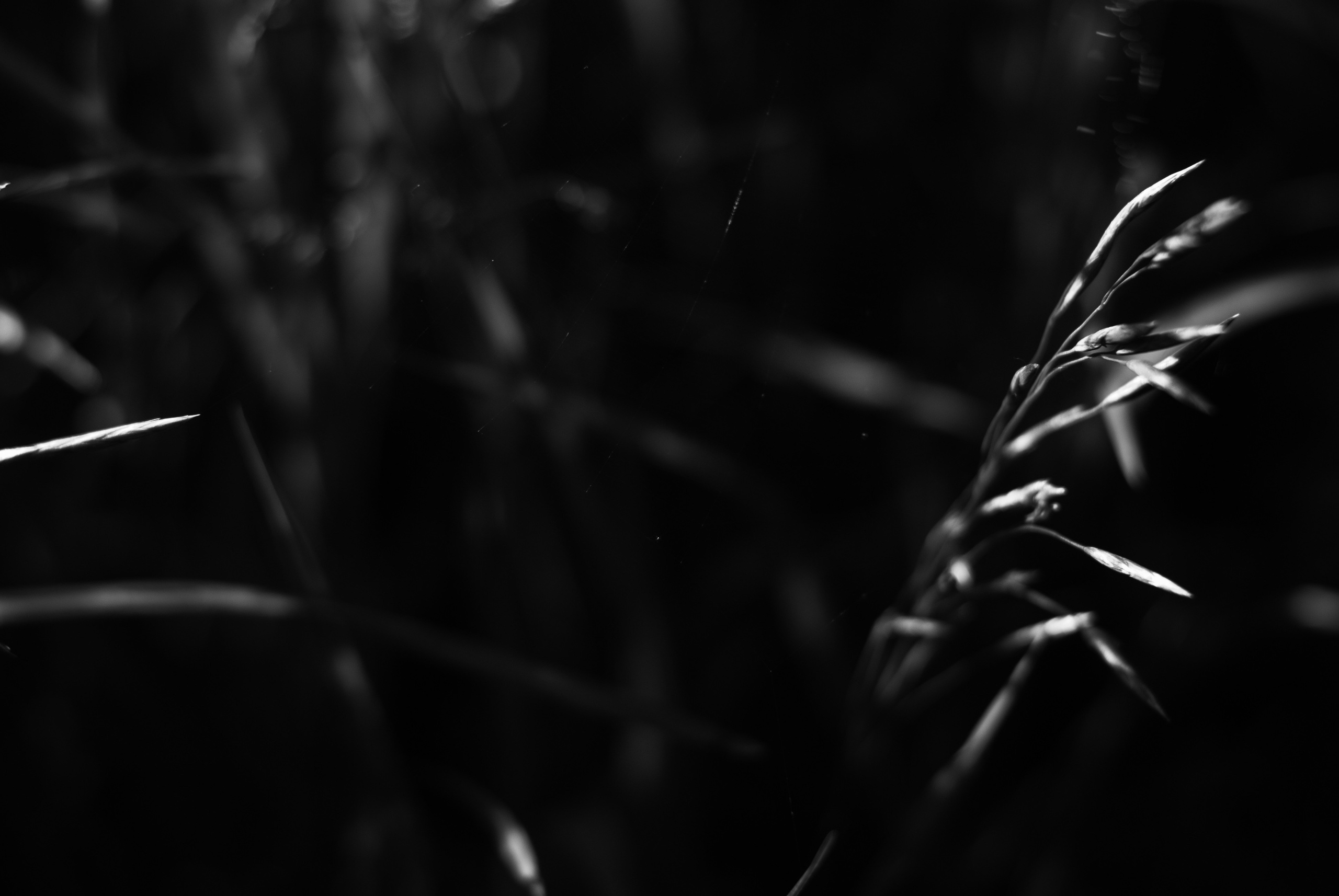 Внутривенные сны (2018-2023)