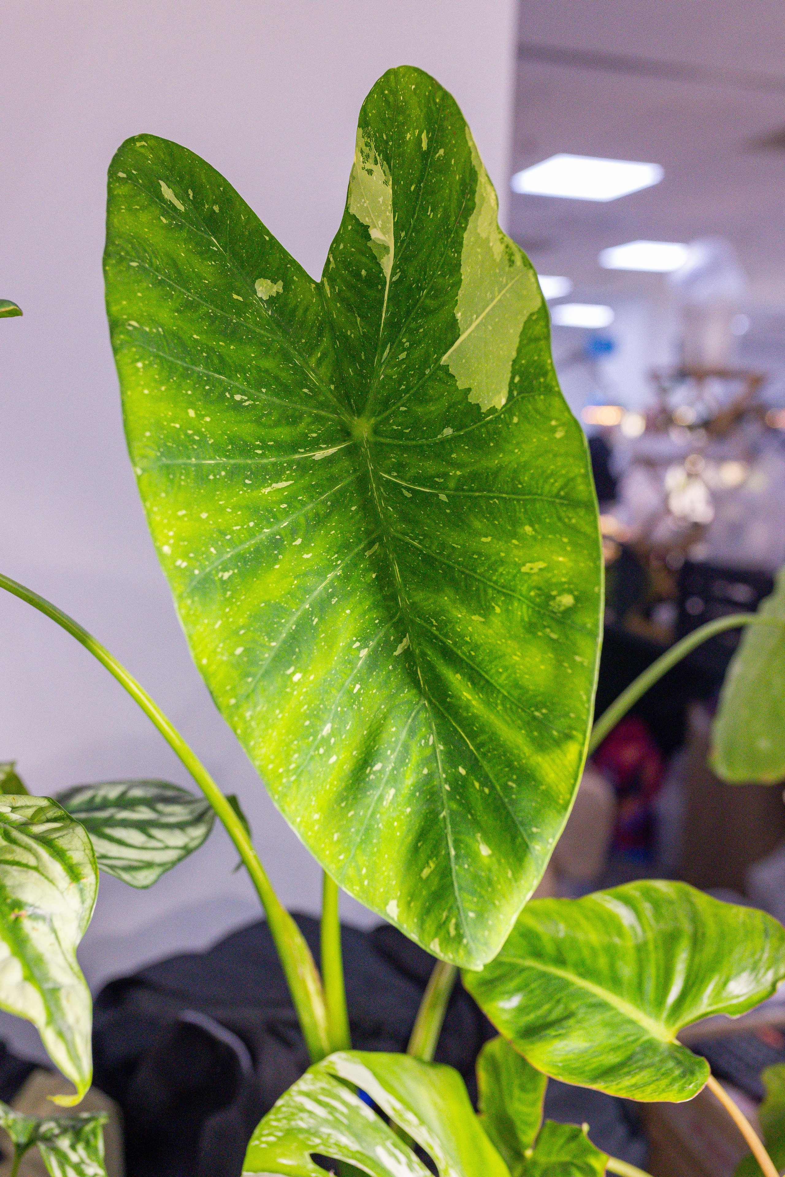 Орхидиум 12.2025. Александра Куликова фотограф, Москва