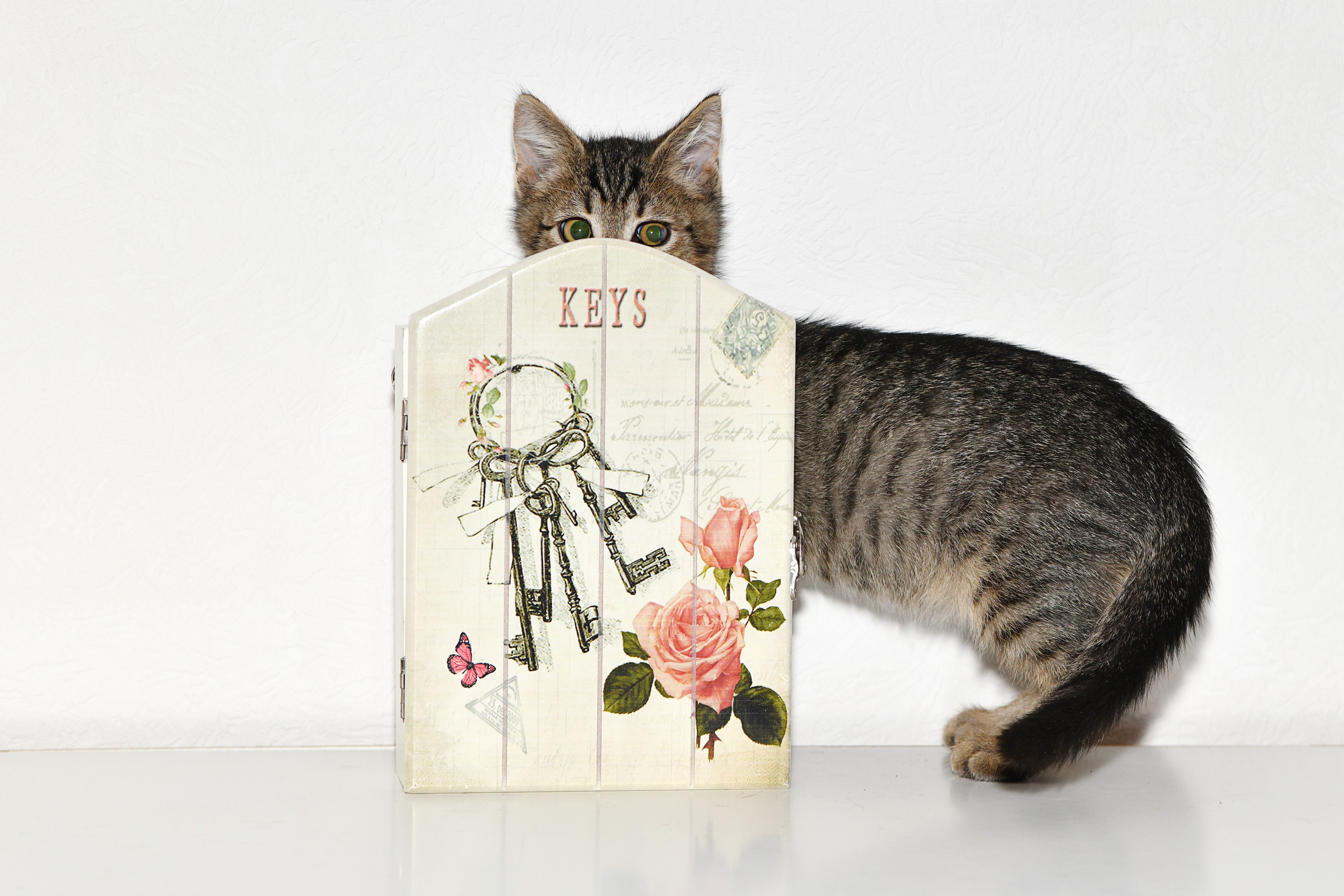 Съёмка животных для продажи. Свадебный и портретный фотограф в Москве Галина Борисова