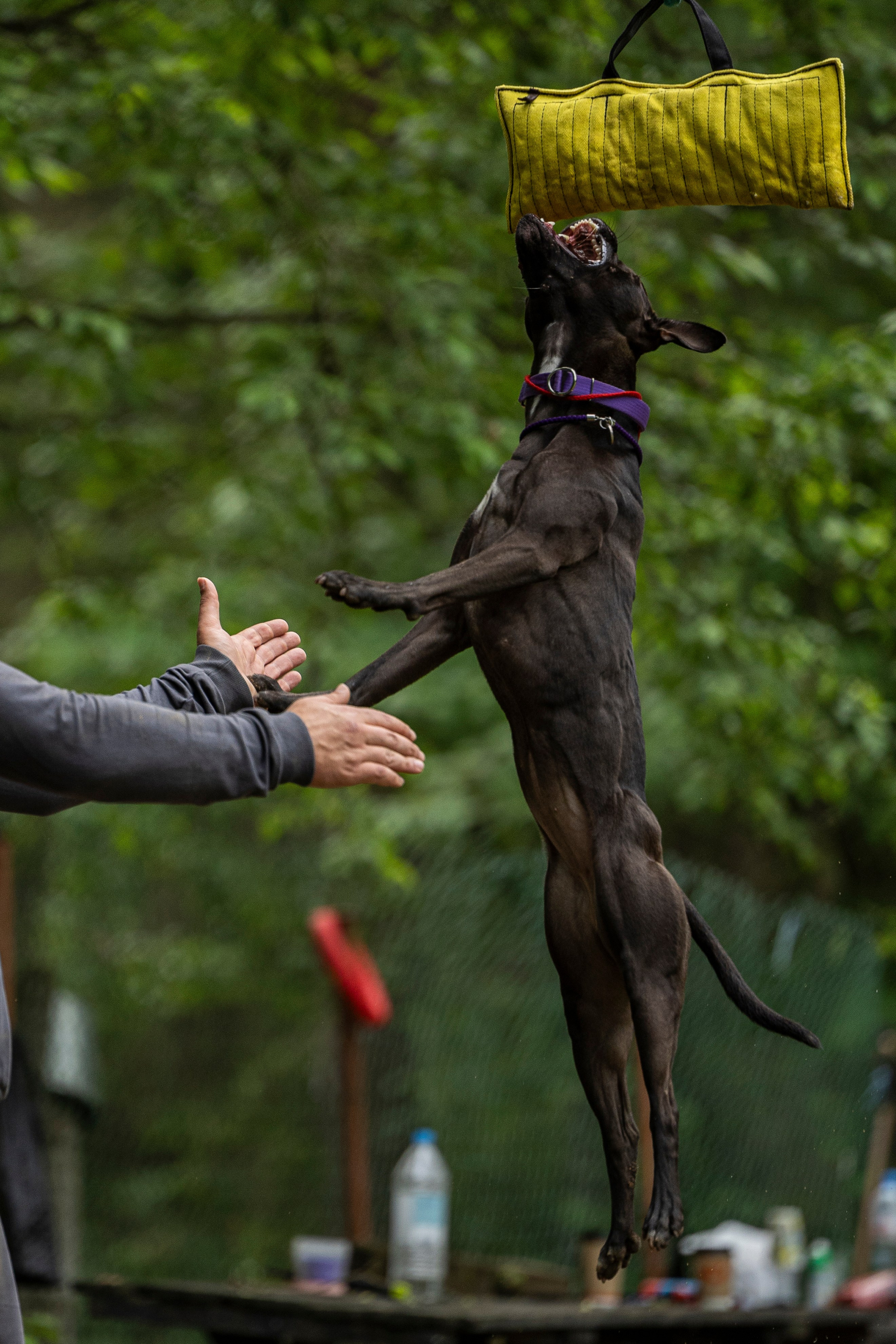 Пит-стафф многоборье. Фотограф-анималист Анна Маринич