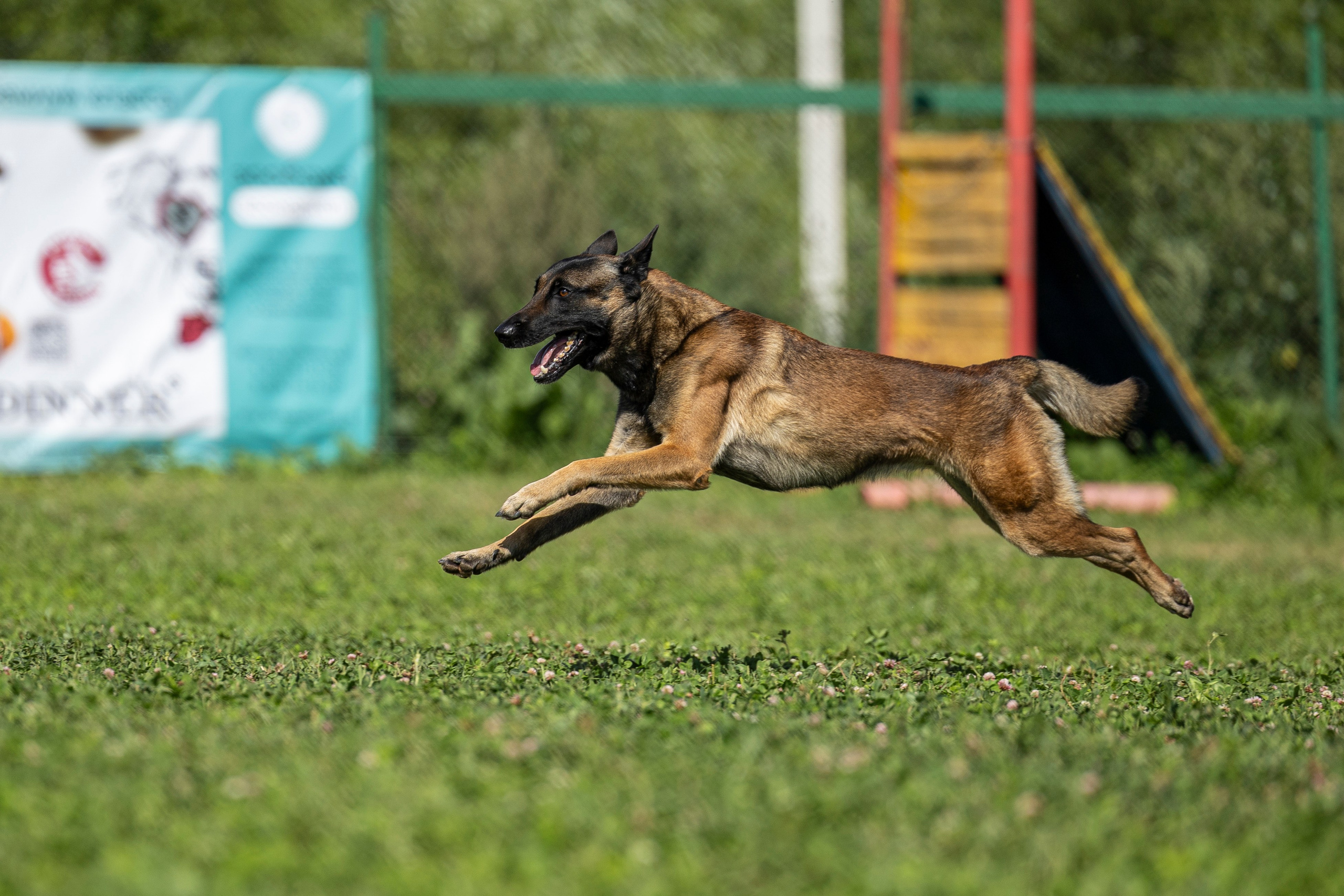 Соревнования по Мондьорингу г. Вологда 10-11.08.2024. Фотограф-анималист Анна Маринич
