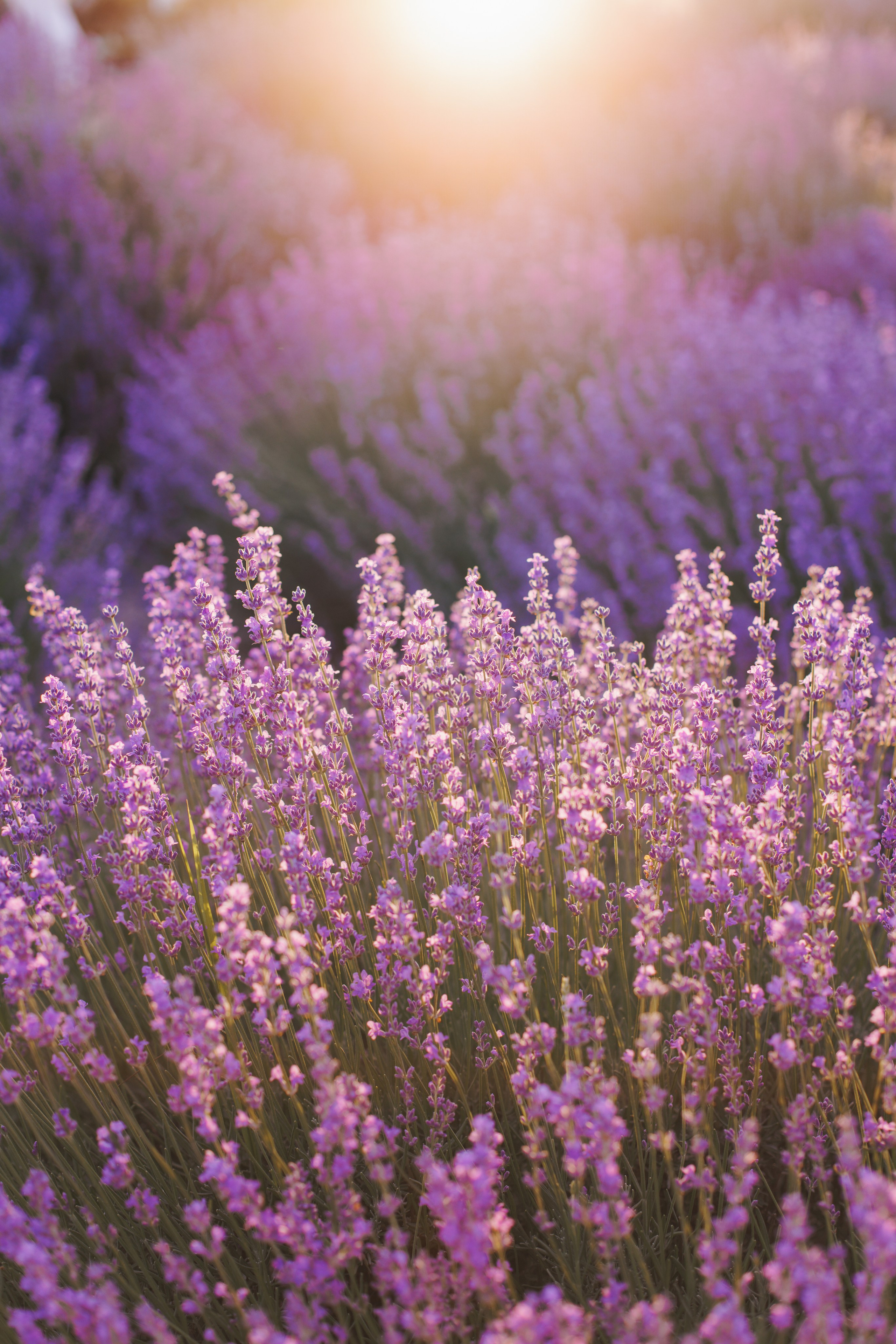 Lavender Sunset. Фотограф на Юге России