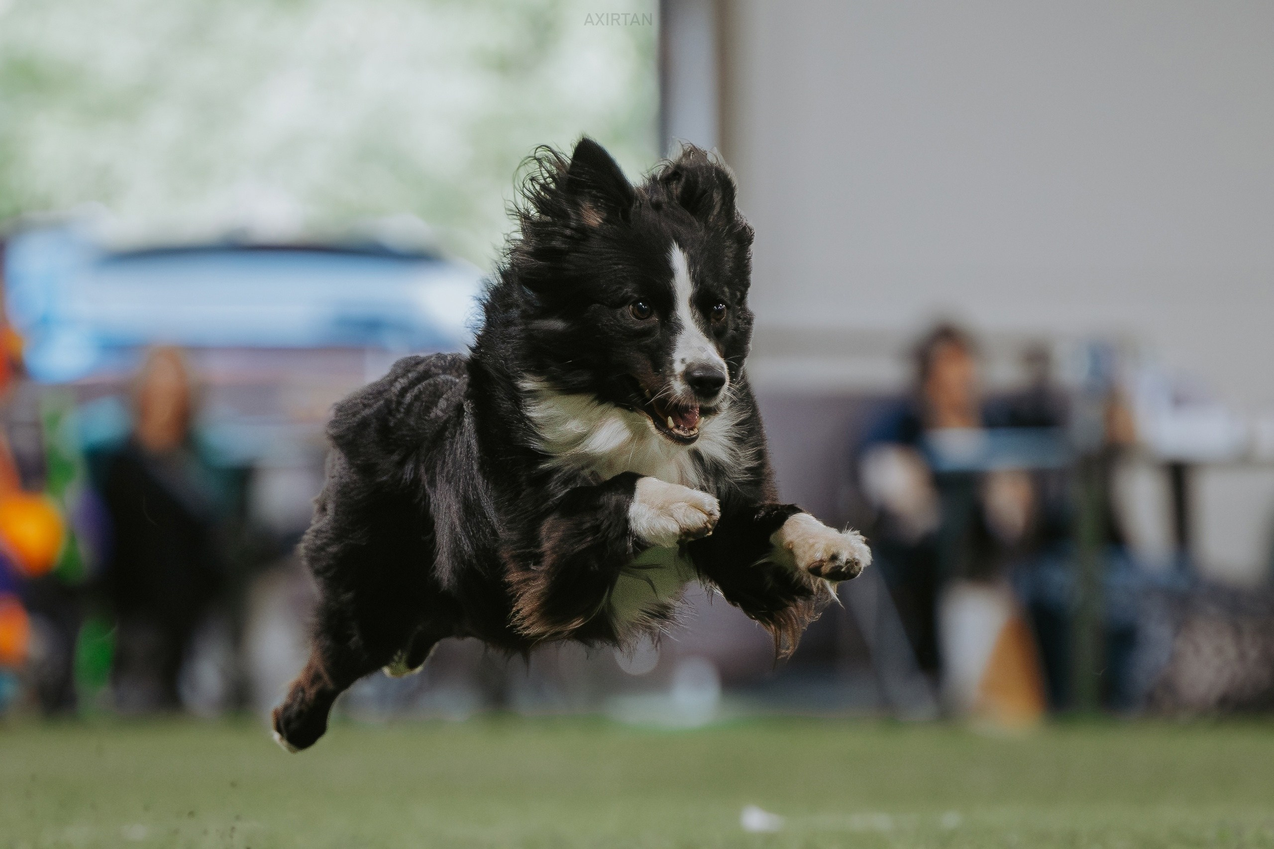Хава. BLGKV питомник собак