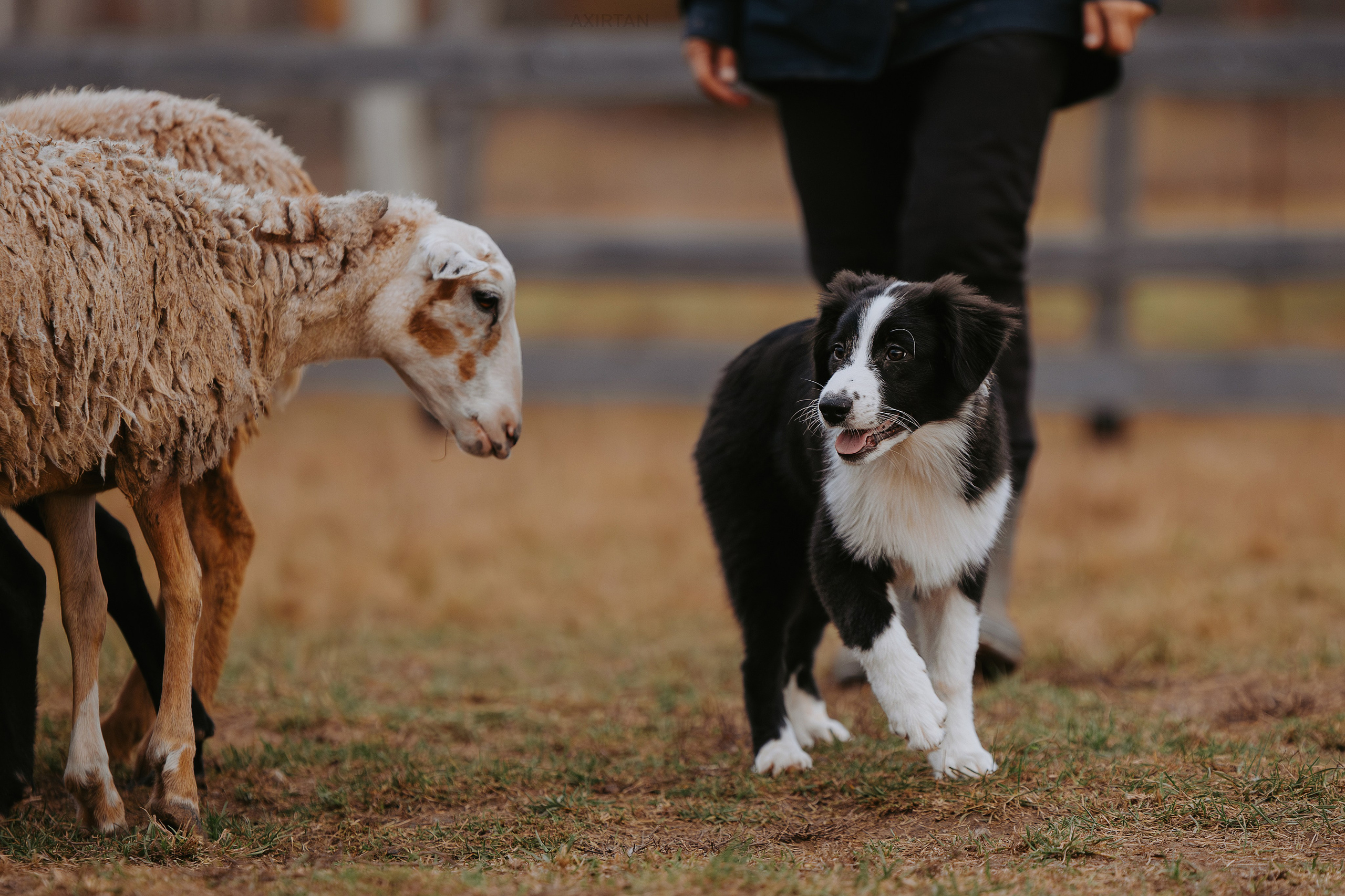 Кубрау. BLGKV питомник собак