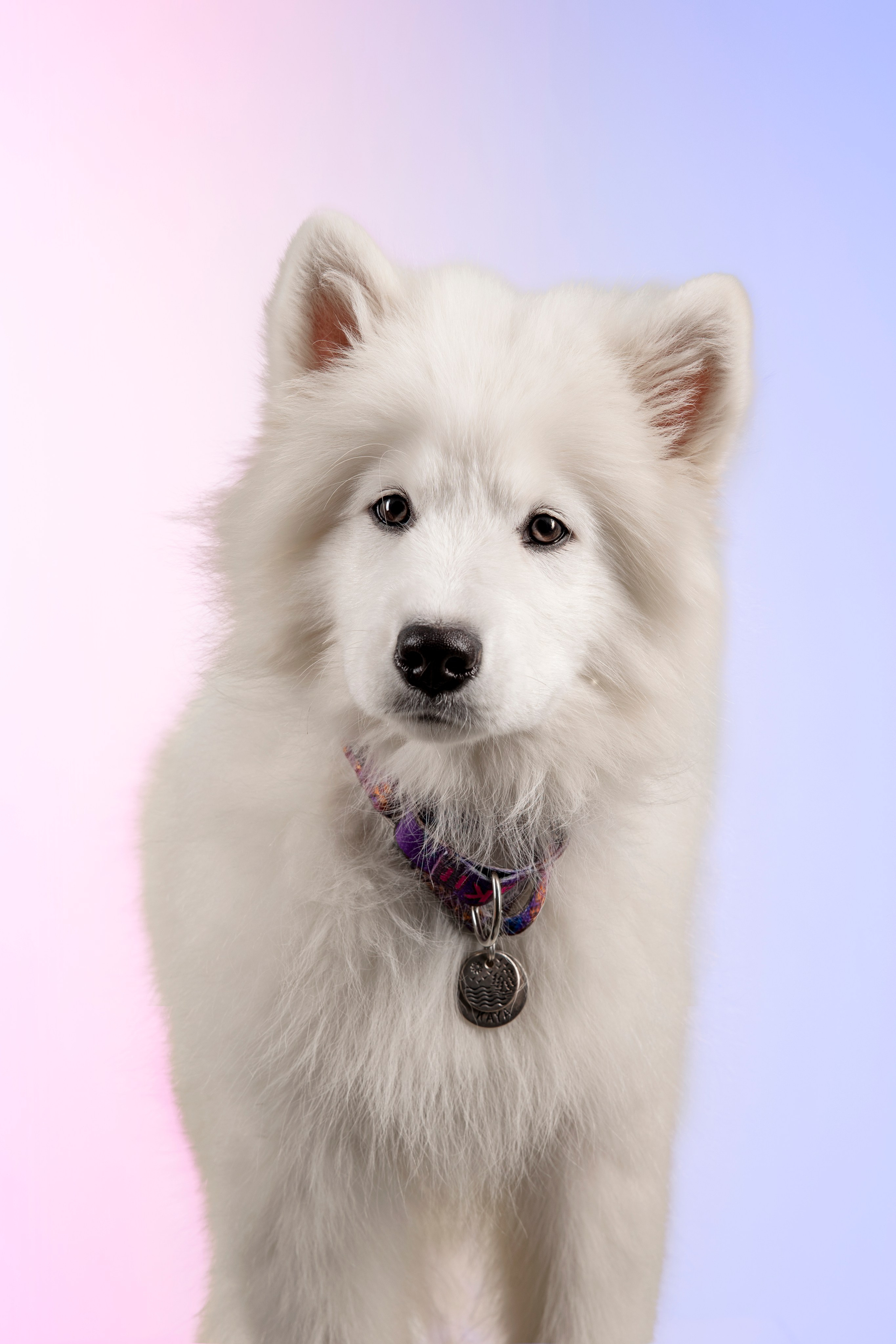 Кая и Даяна. Фотограф анималист в Москве Майорова Евгения