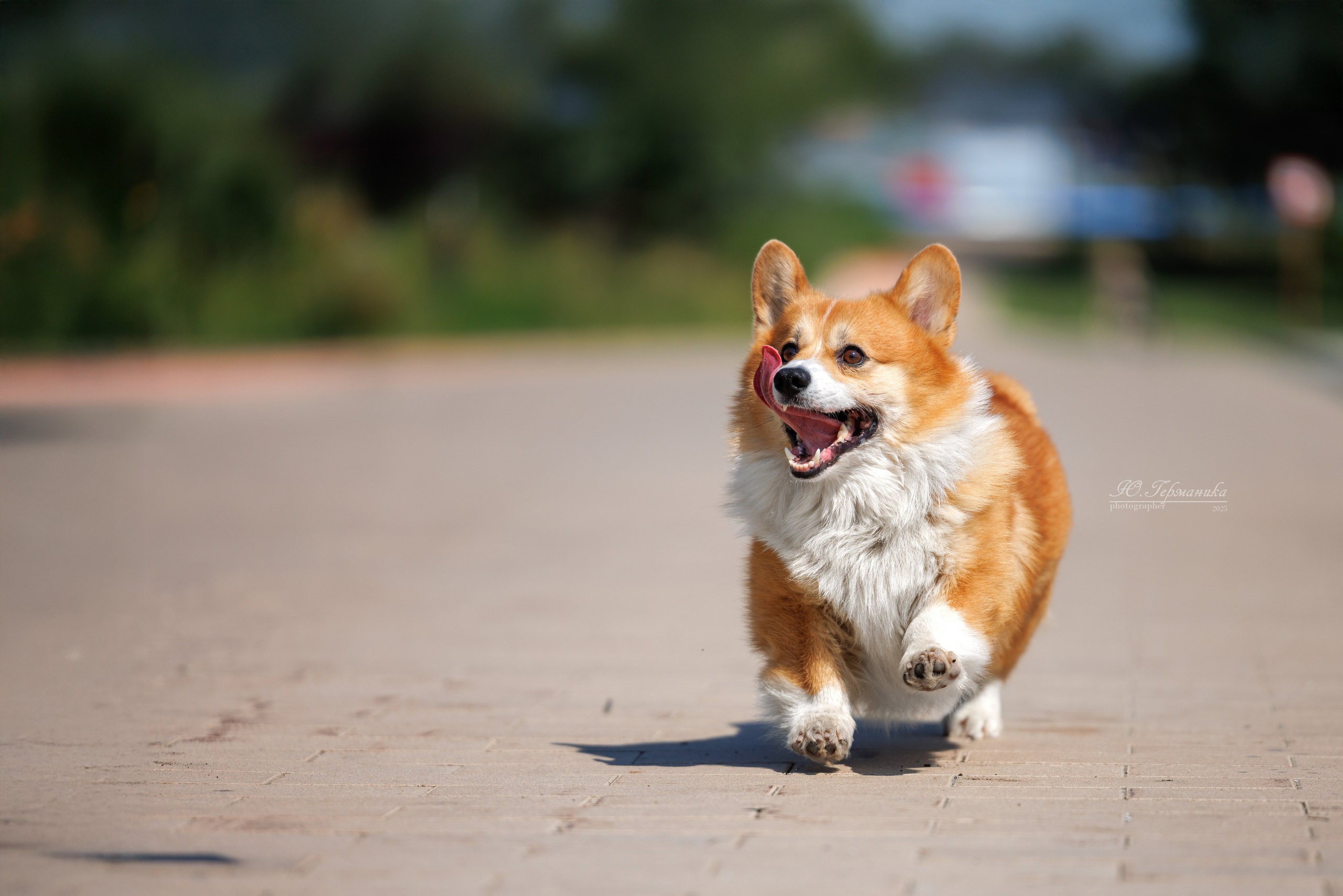 Фотосет Бригада УХ)). Фотограф-анималист Юлия Германика
