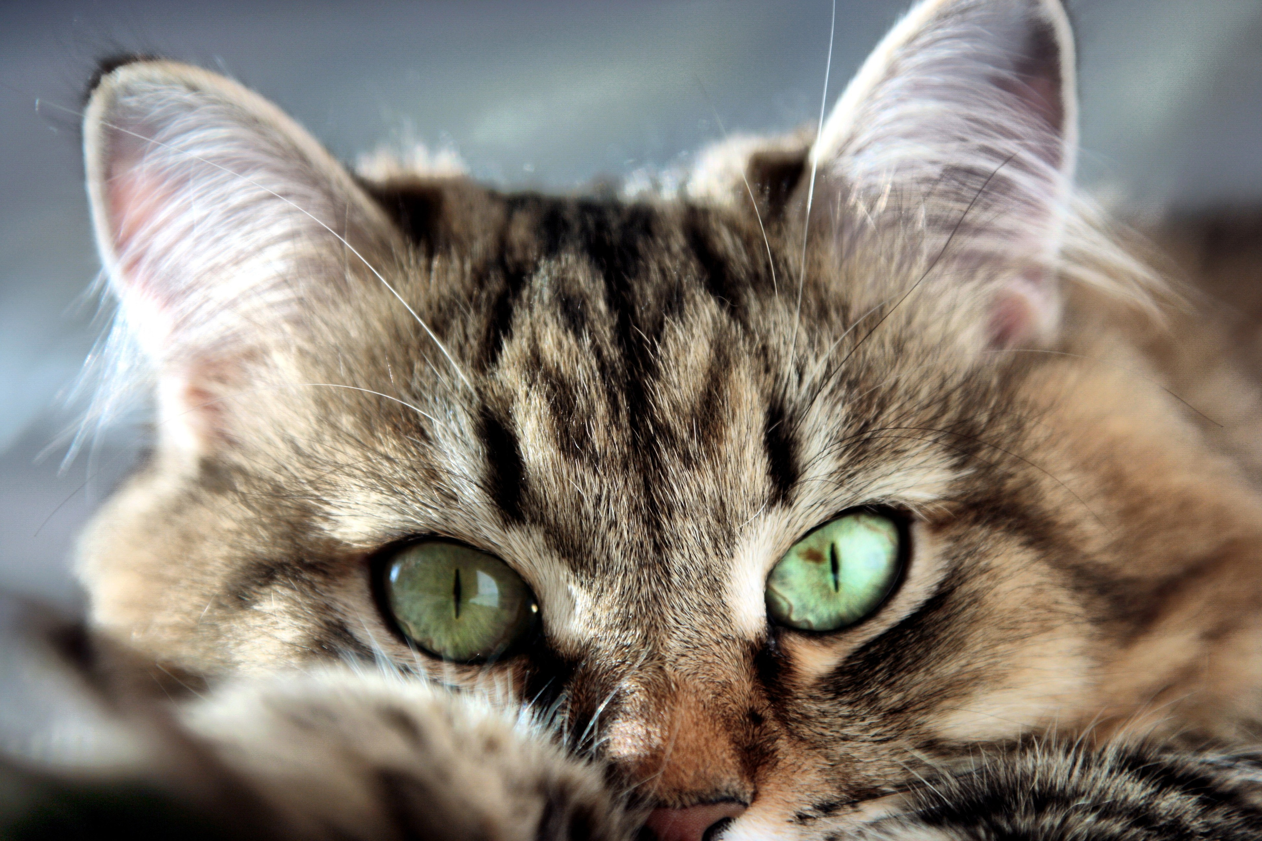 Фото. Ильнур Таминдаров