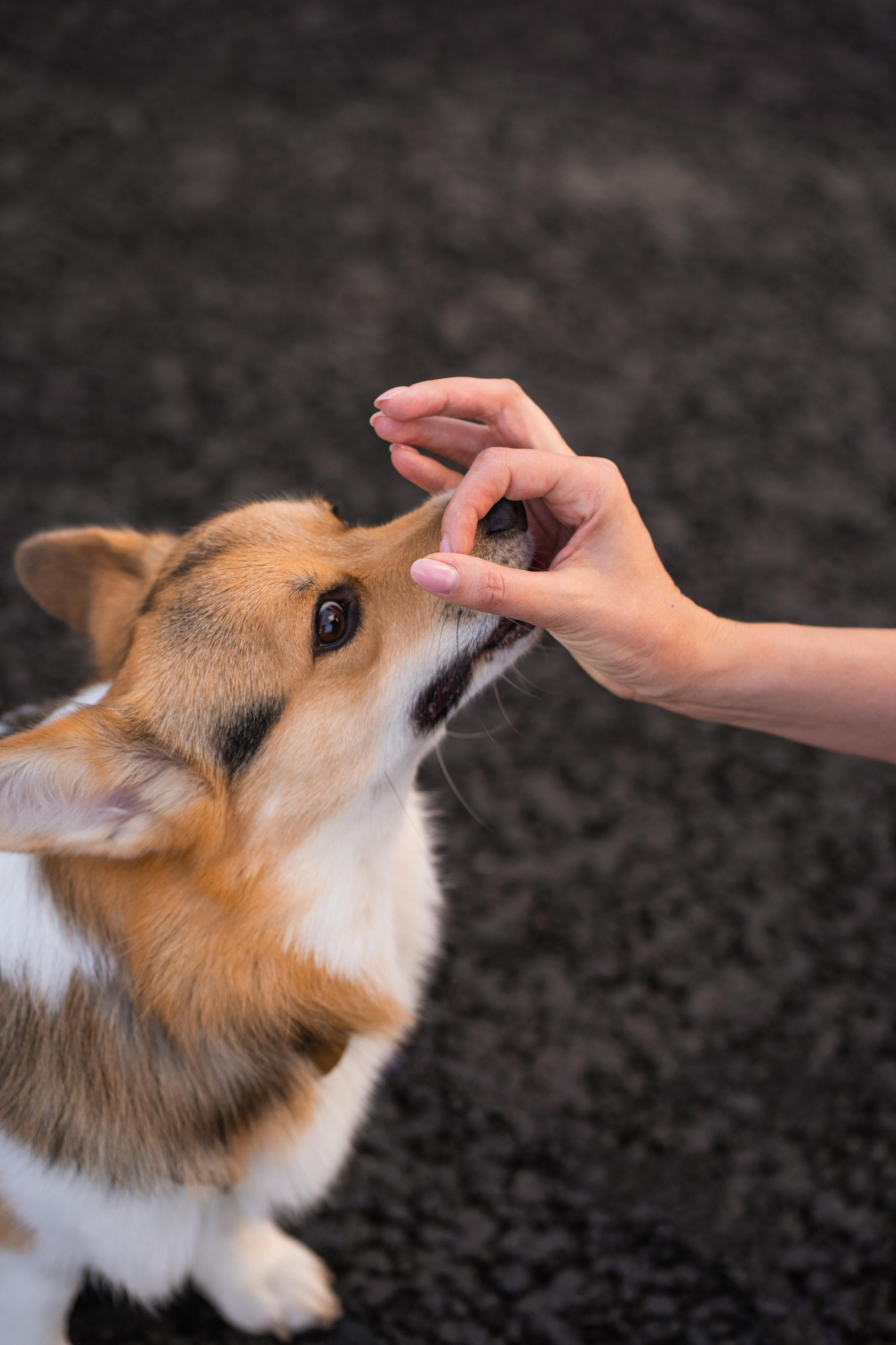 Полина и Каспер в Музеоне. Свадебный фотограф в Москве Анна Полушина