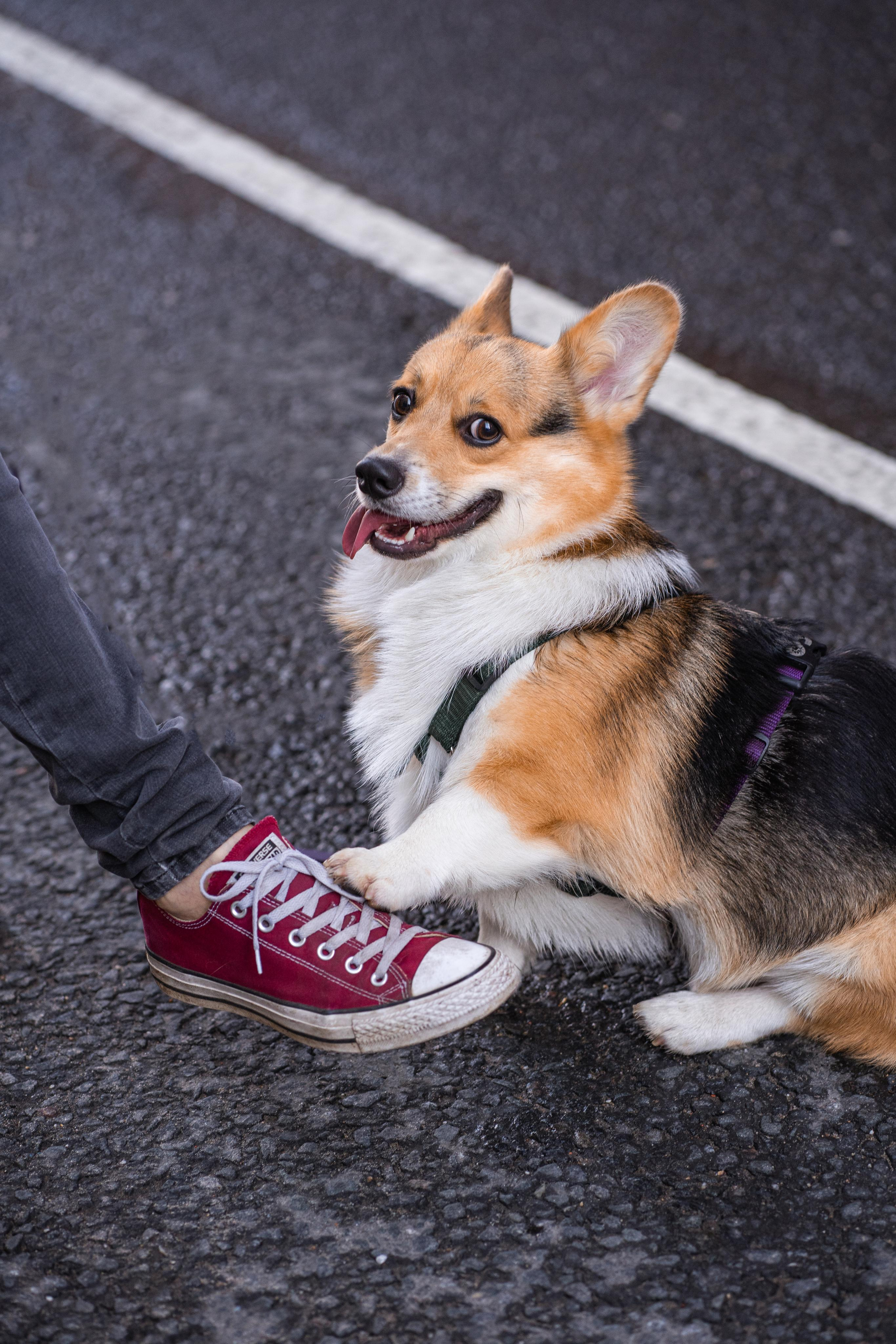 Полина и Каспер в Музеоне. Свадебный фотограф в Москве Анна Полушина