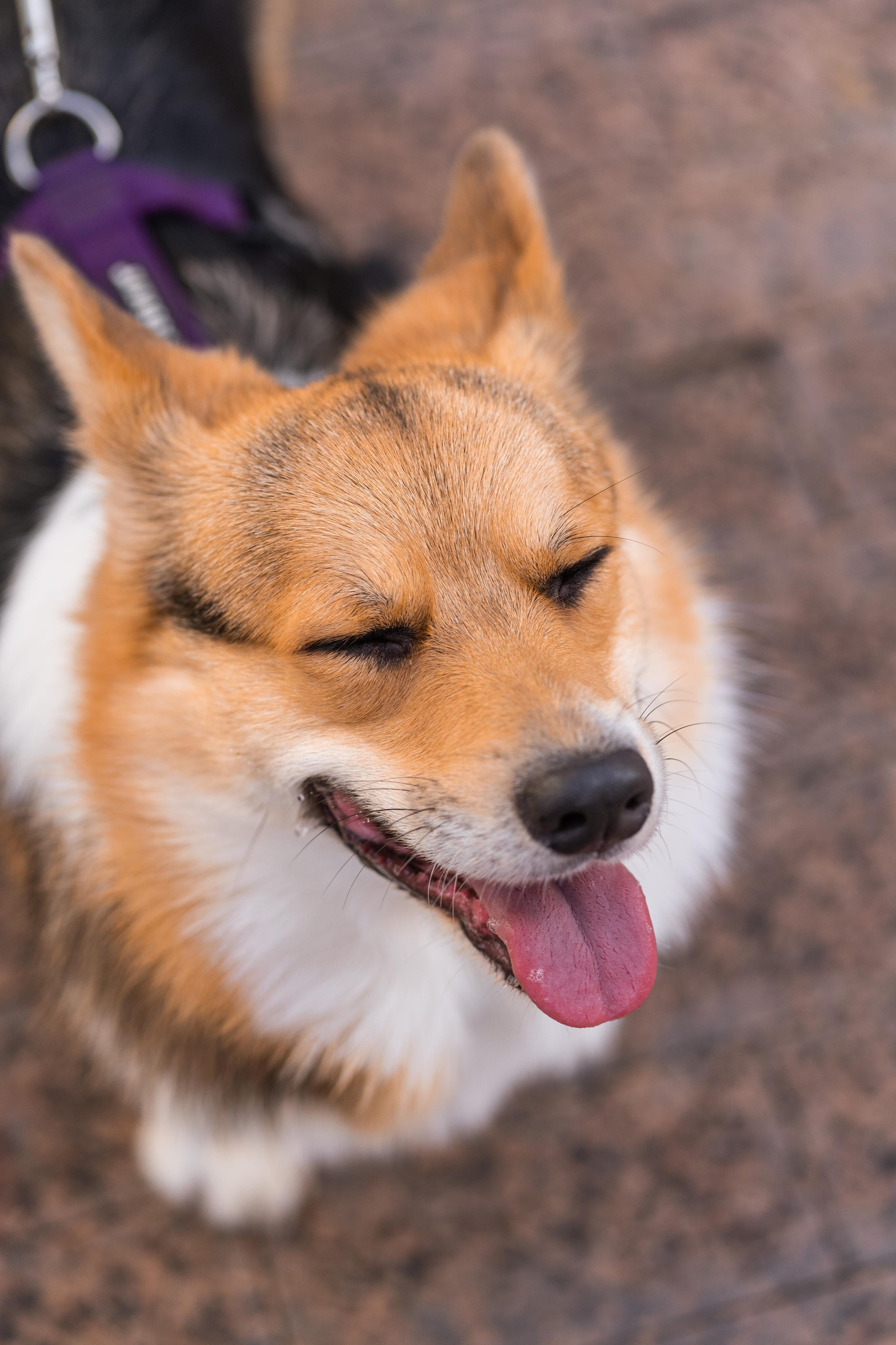 Полина и Каспер в Музеоне. Свадебный фотограф в Москве Анна Полушина