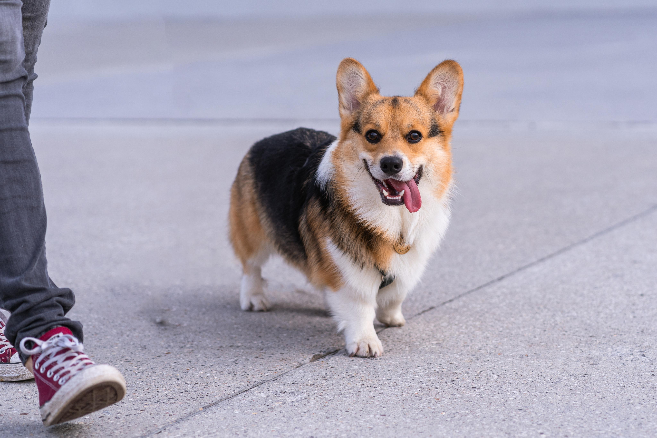 Полина и Каспер в Музеоне. Свадебный фотограф в Москве Анна Полушина