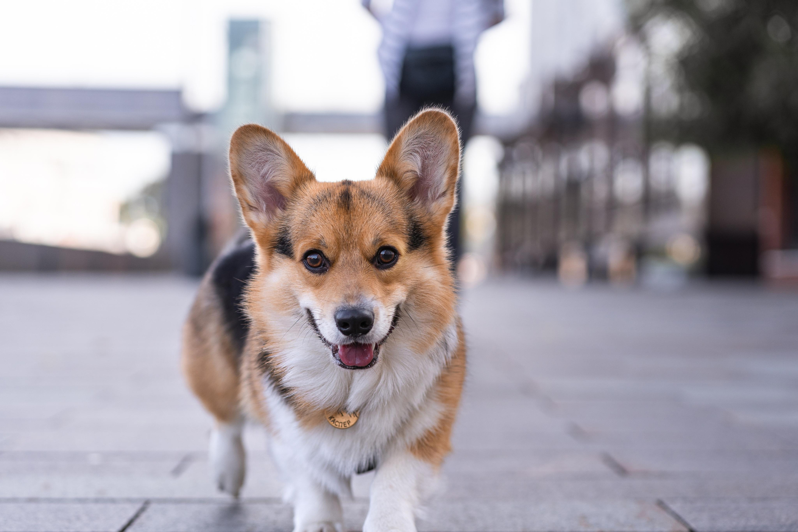 Полина и Каспер в Музеоне. Свадебный фотограф в Москве Анна Полушина