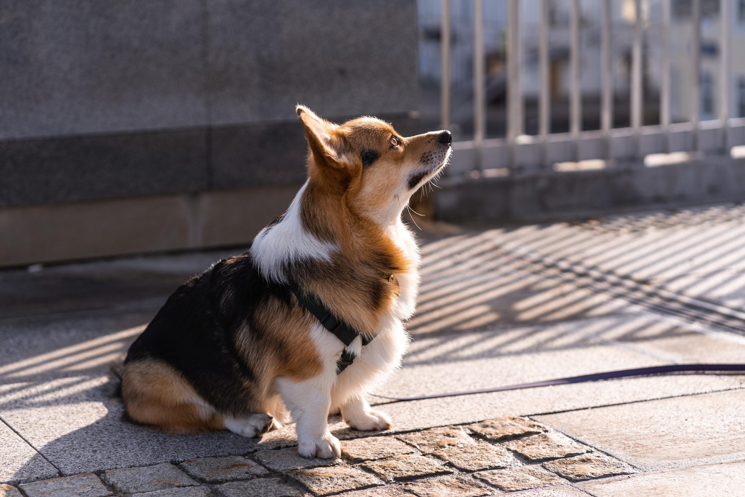 Полина и Каспер в Музеоне. Свадебный фотограф в Москве Анна Полушина