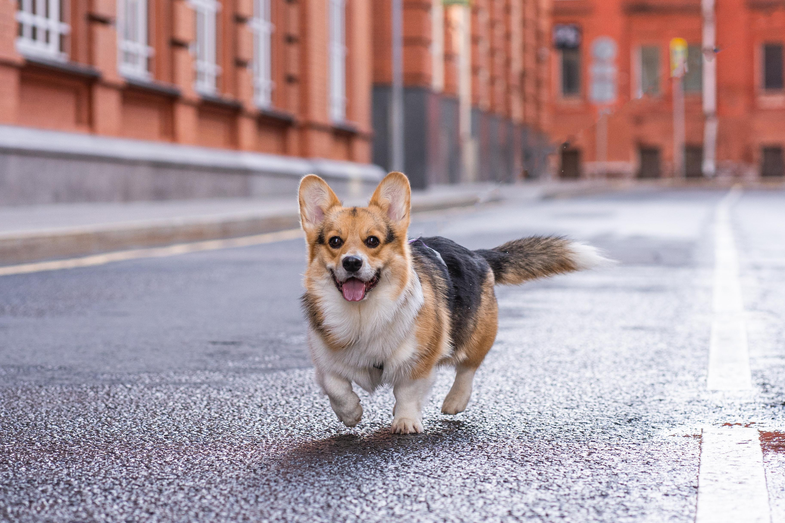 Полина и Каспер в Музеоне. Свадебный фотограф в Москве Анна Полушина
