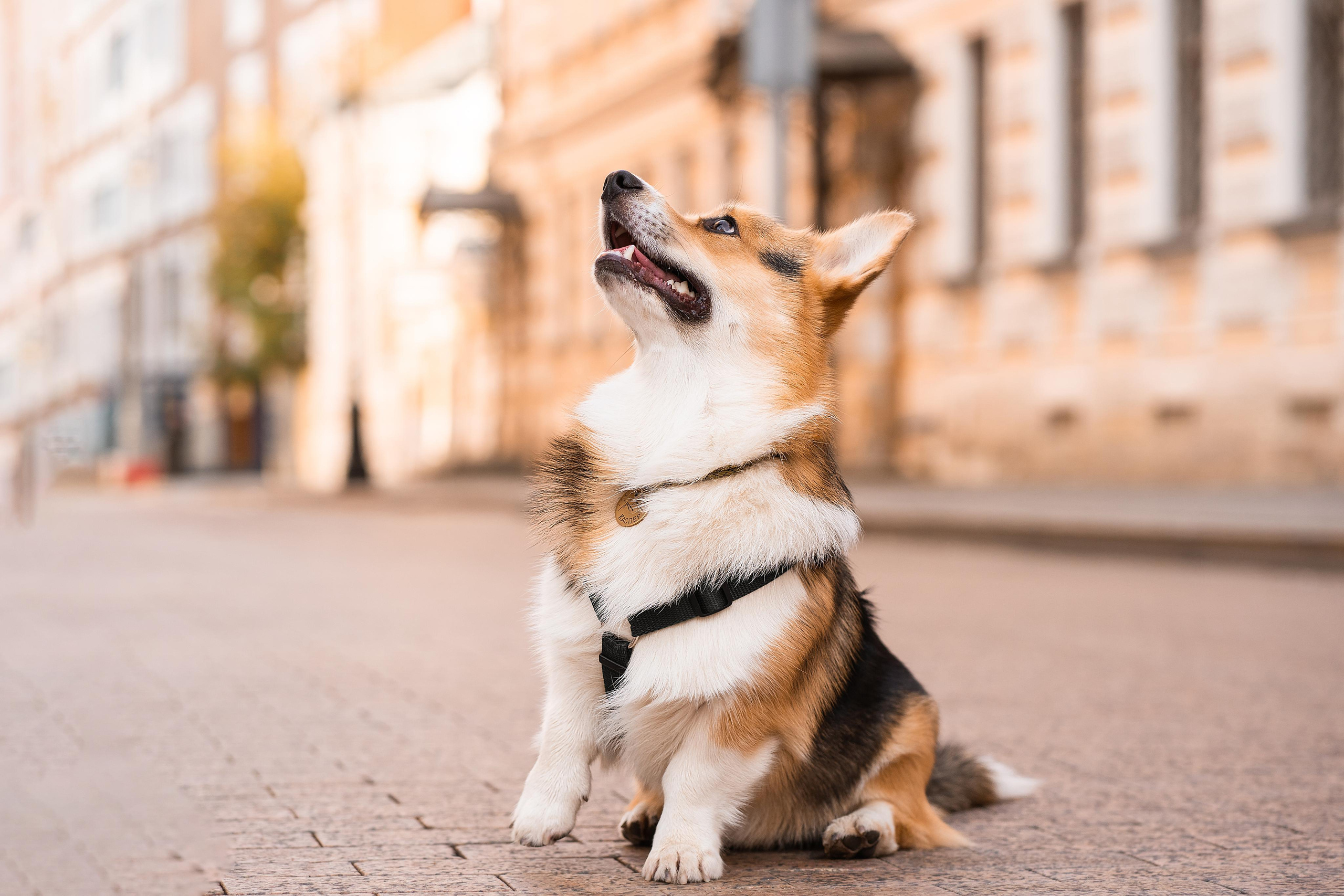 Полина и Каспер в Музеоне. Свадебный фотограф в Москве Анна Полушина