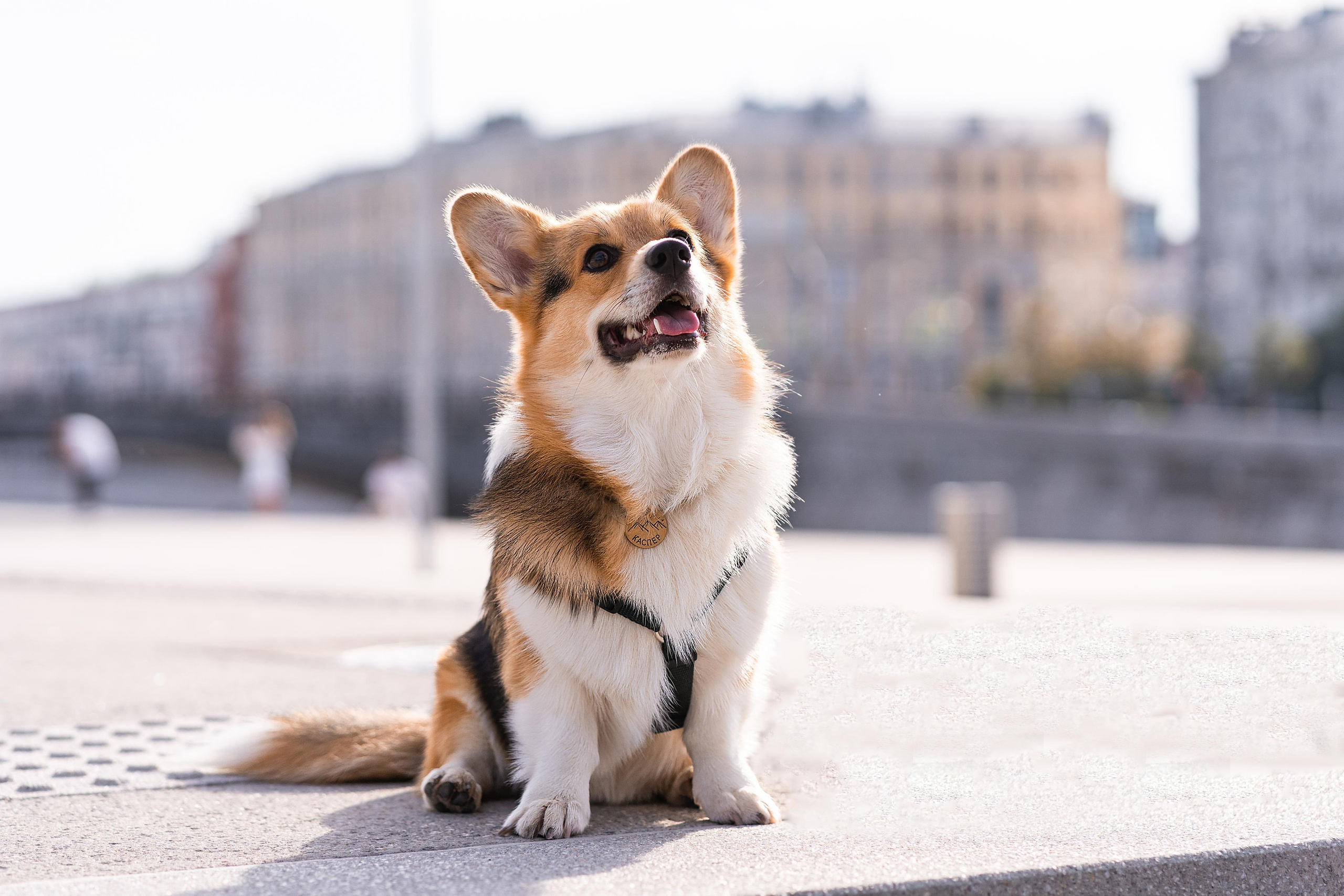 Полина и Каспер в Музеоне. Свадебный фотограф в Москве Анна Полушина
