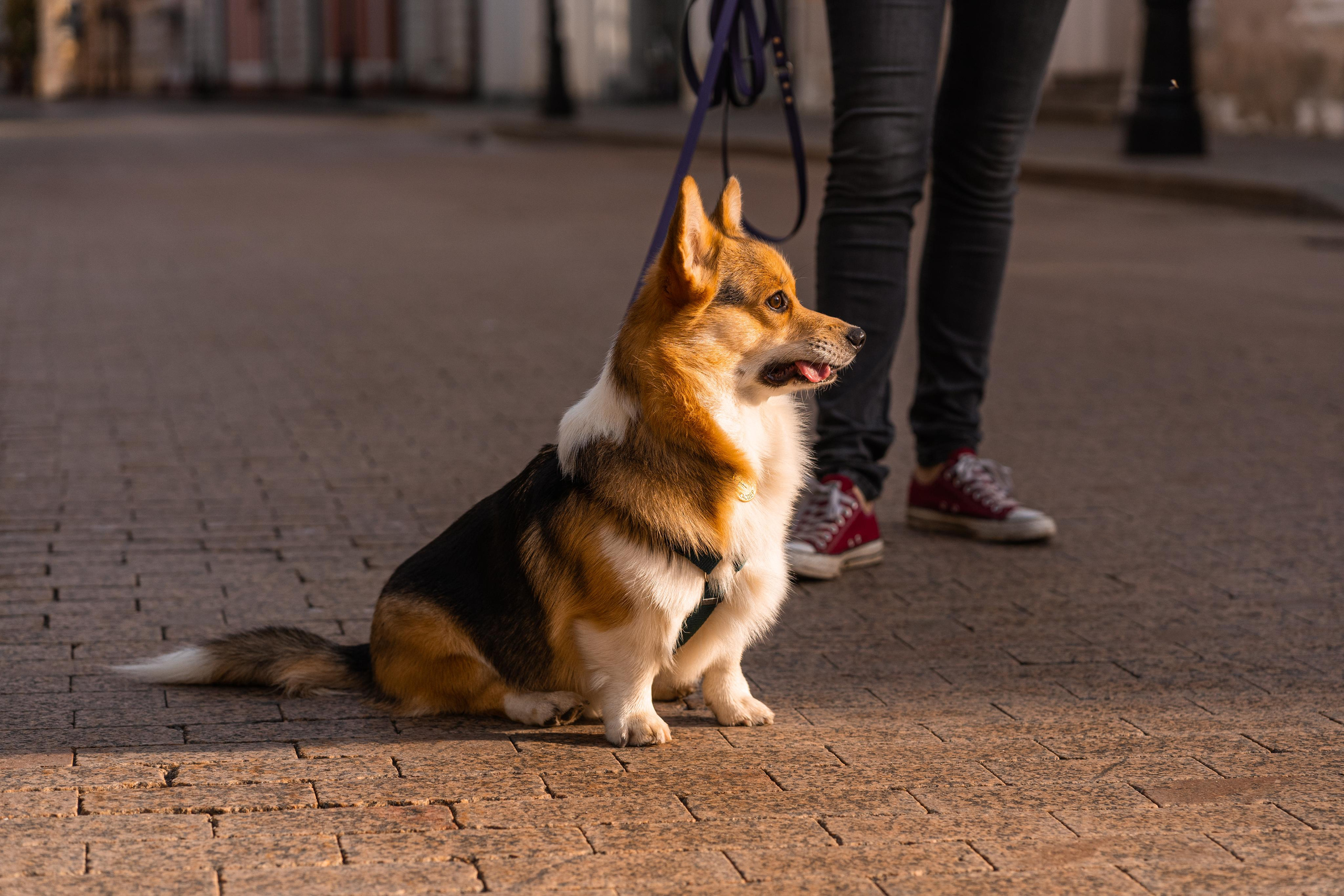 Полина и Каспер в Музеоне. Свадебный фотограф в Москве Анна Полушина