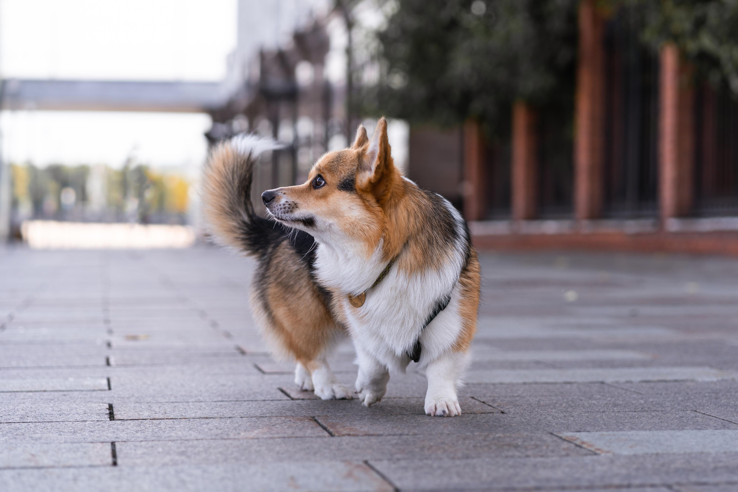 Полина и Каспер в Музеоне. Свадебный фотограф в Москве Анна Полушина