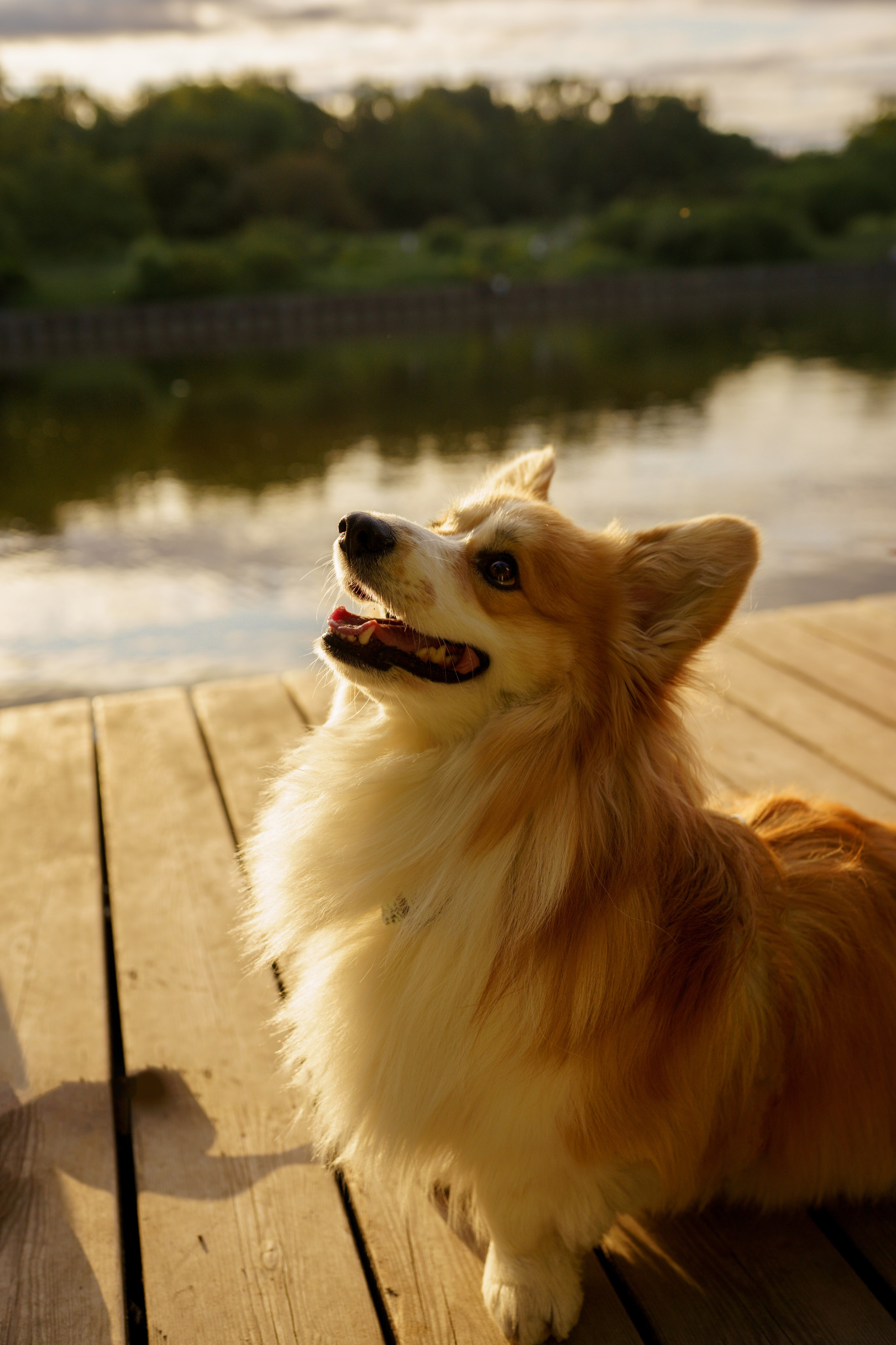 Катя, Арсений и Пух. Свадебный фотограф в Москве Анна Полушина