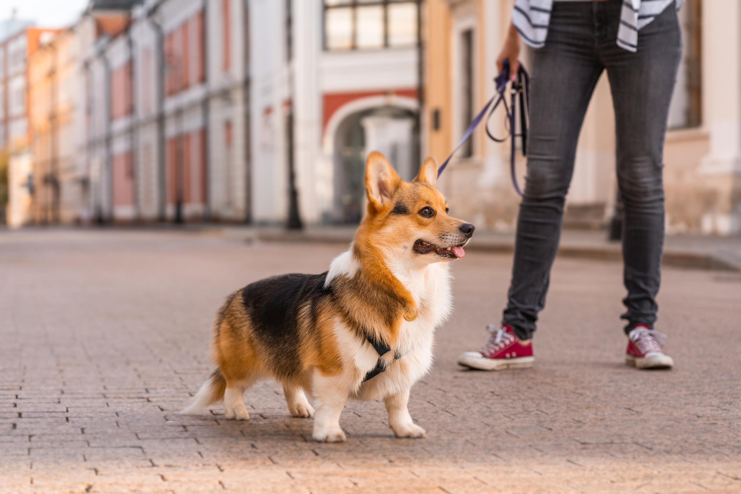 Полина и Каспер в Музеоне. Свадебный фотограф в Москве Анна Полушина