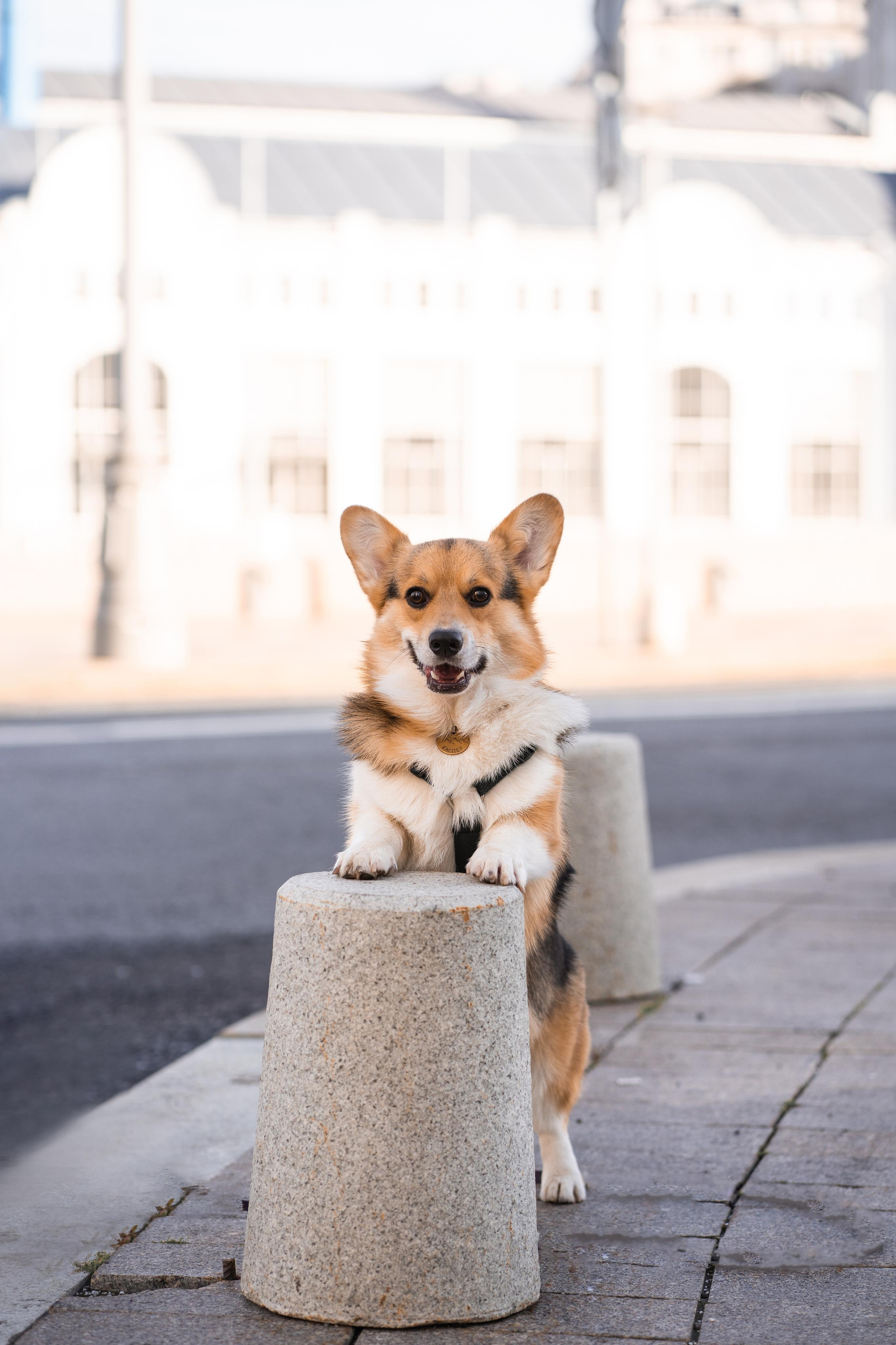 Полина и Каспер в Музеоне. Свадебный фотограф в Москве Анна Полушина