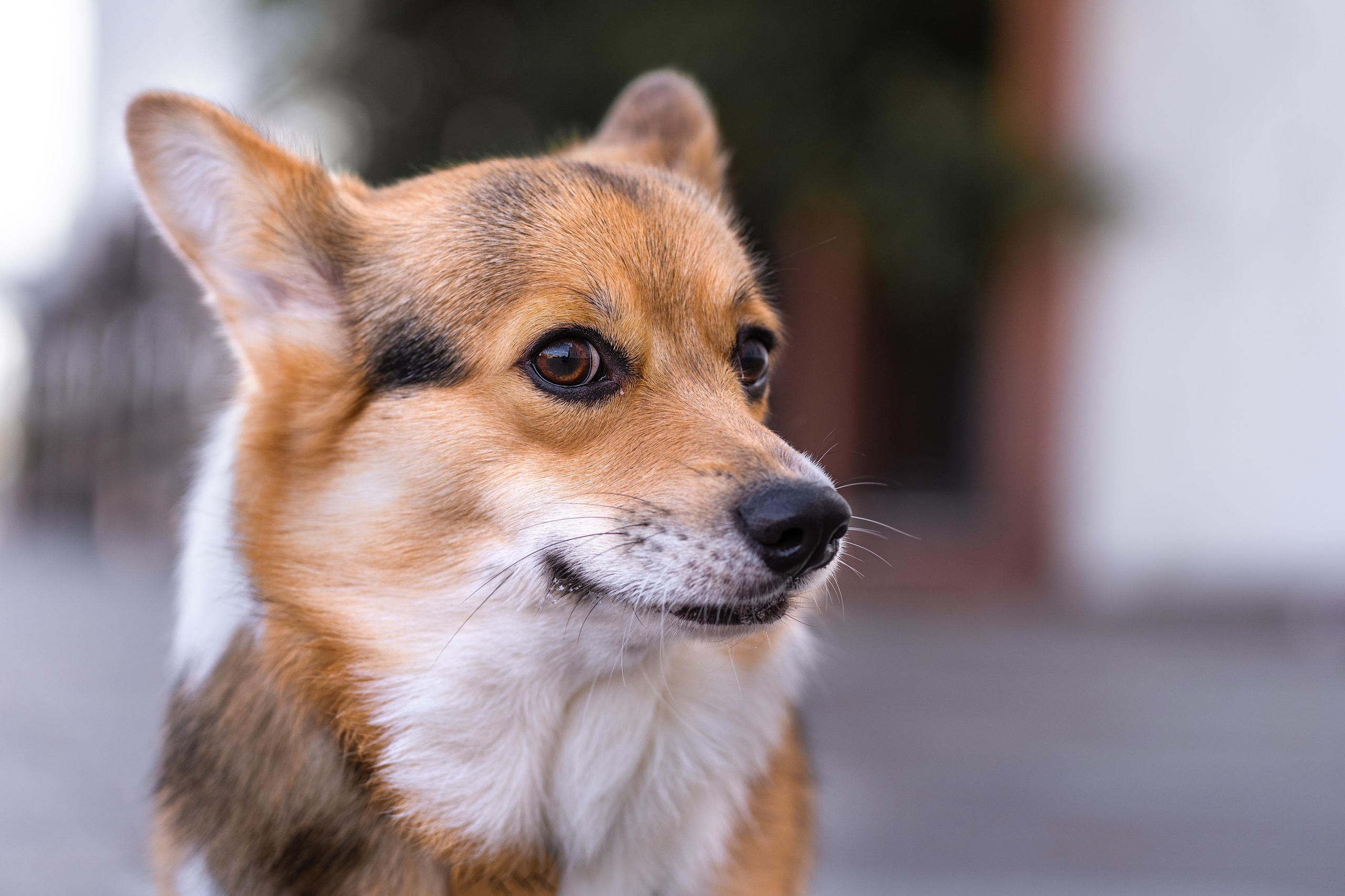 Полина и Каспер в Музеоне. Свадебный фотограф в Москве Анна Полушина