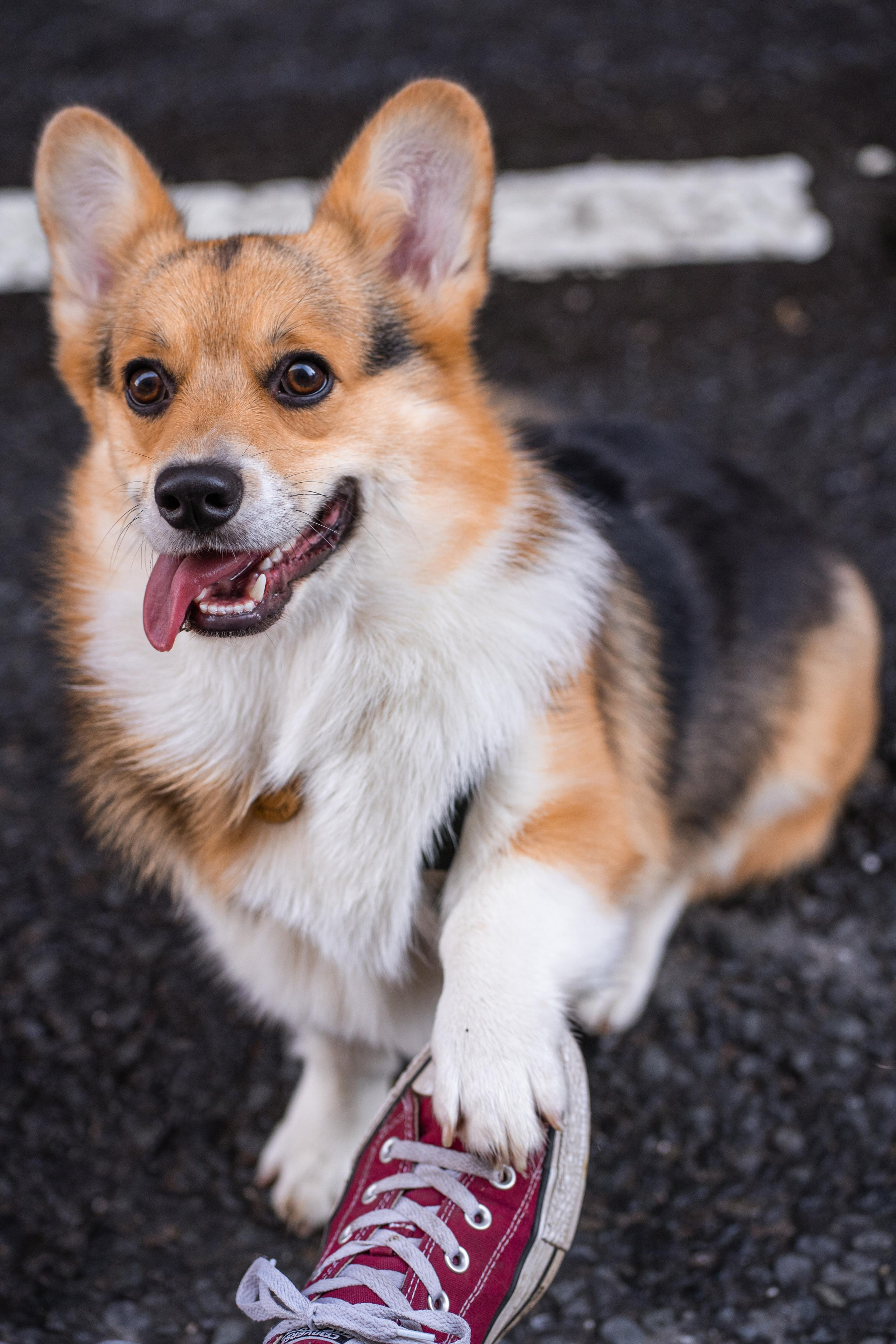 Полина и Каспер в Музеоне. Свадебный фотограф в Москве Анна Полушина