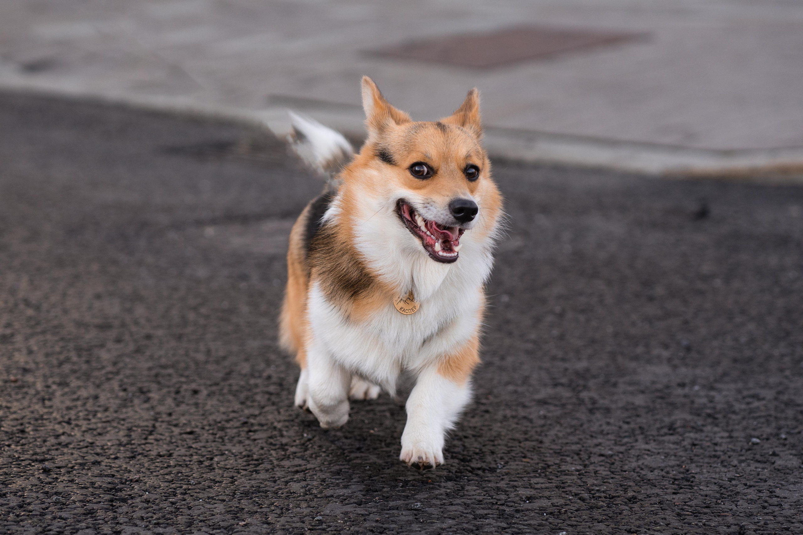 Полина и Каспер в Музеоне. Свадебный фотограф в Москве Анна Полушина