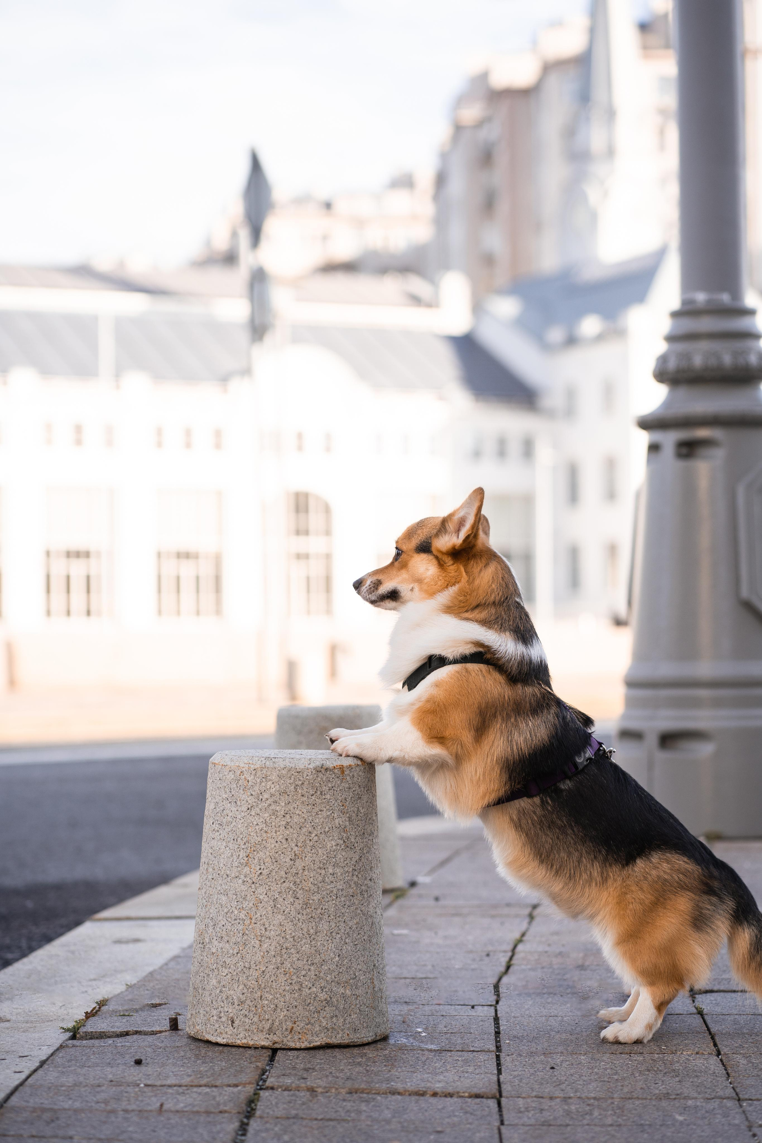 Полина и Каспер в Музеоне. Свадебный фотограф в Москве Анна Полушина