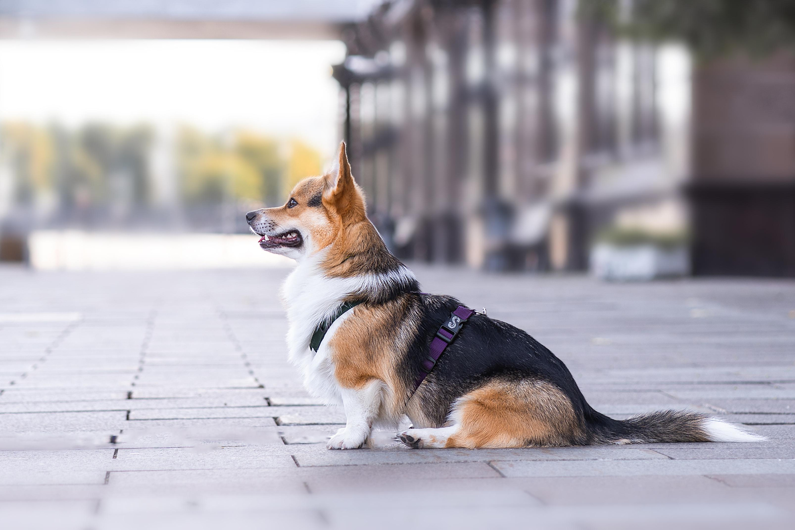 Полина и Каспер в Музеоне. Свадебный фотограф в Москве Анна Полушина