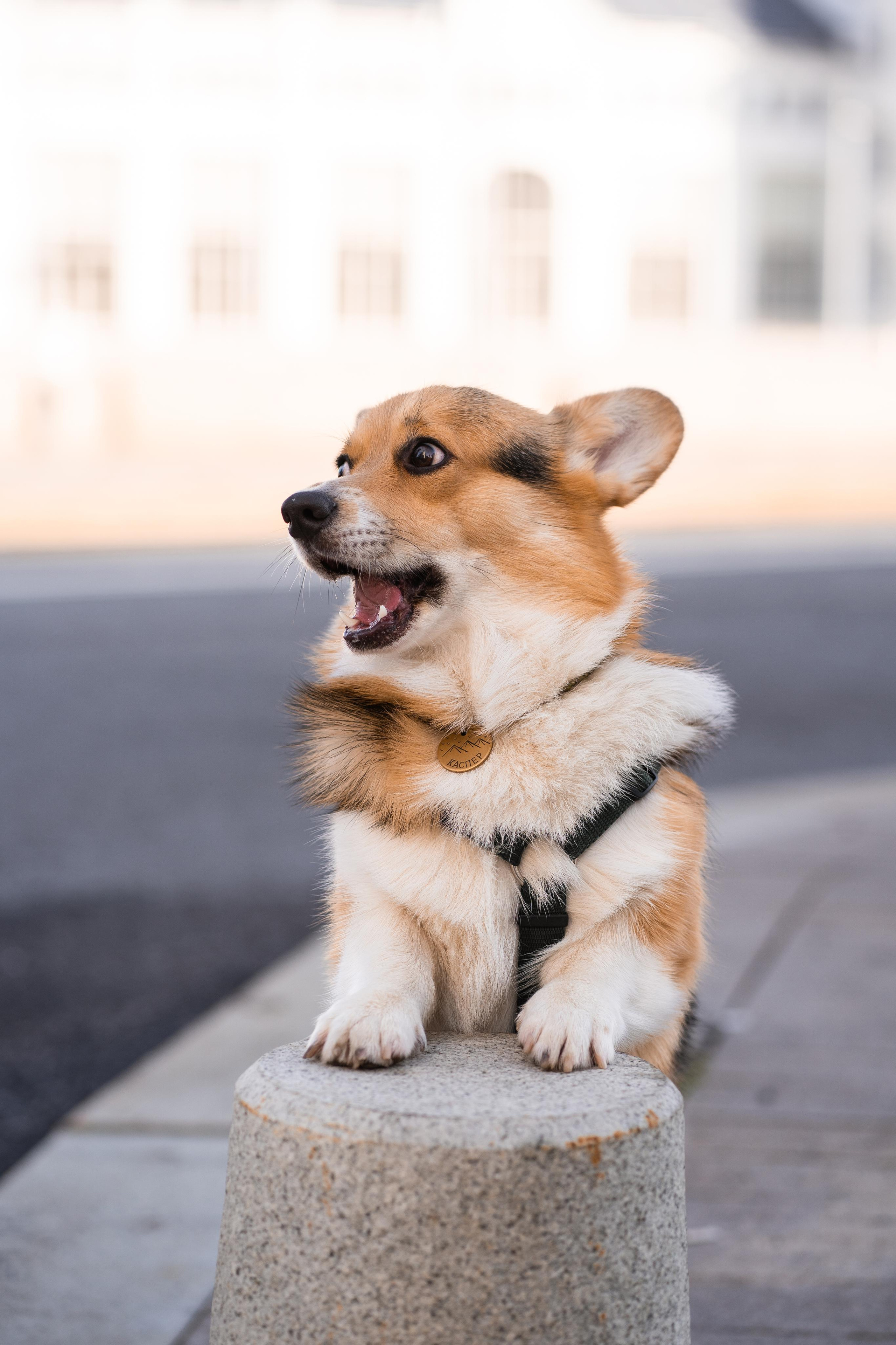 Полина и Каспер в Музеоне. Свадебный фотограф в Москве Анна Полушина