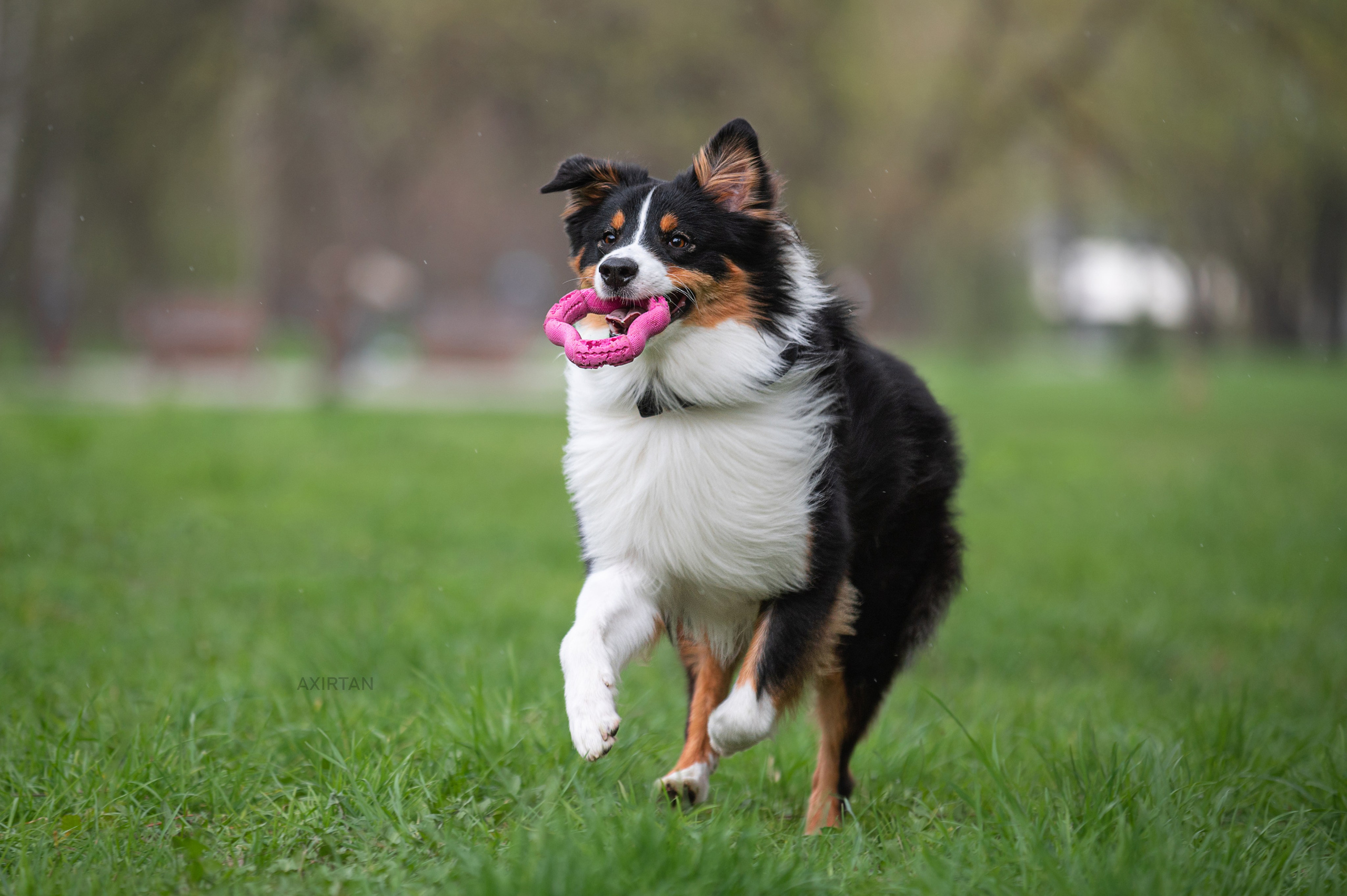 Рем. BLGKV питомник собак