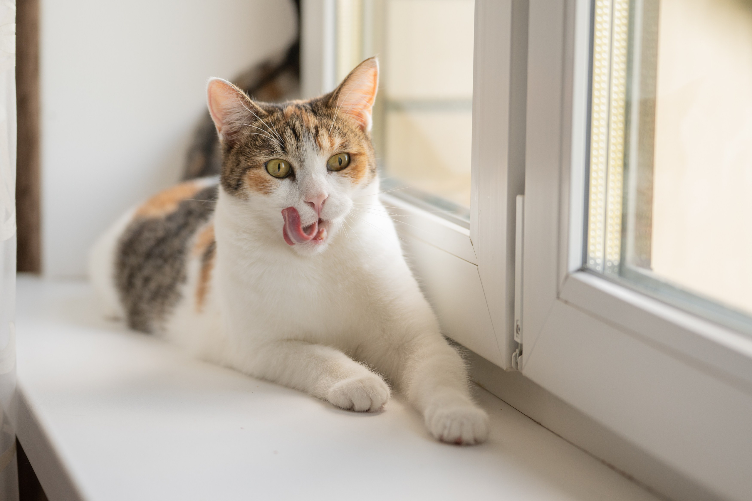 Анимализм. Портретный фотограф Олеся Владимирова в Москве