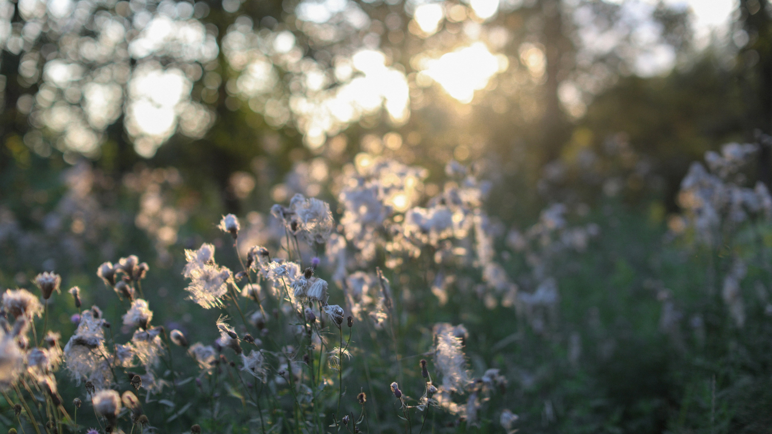 Магия света случилась с нами. Rose Korenevskaya|Ваш нежный фотограф