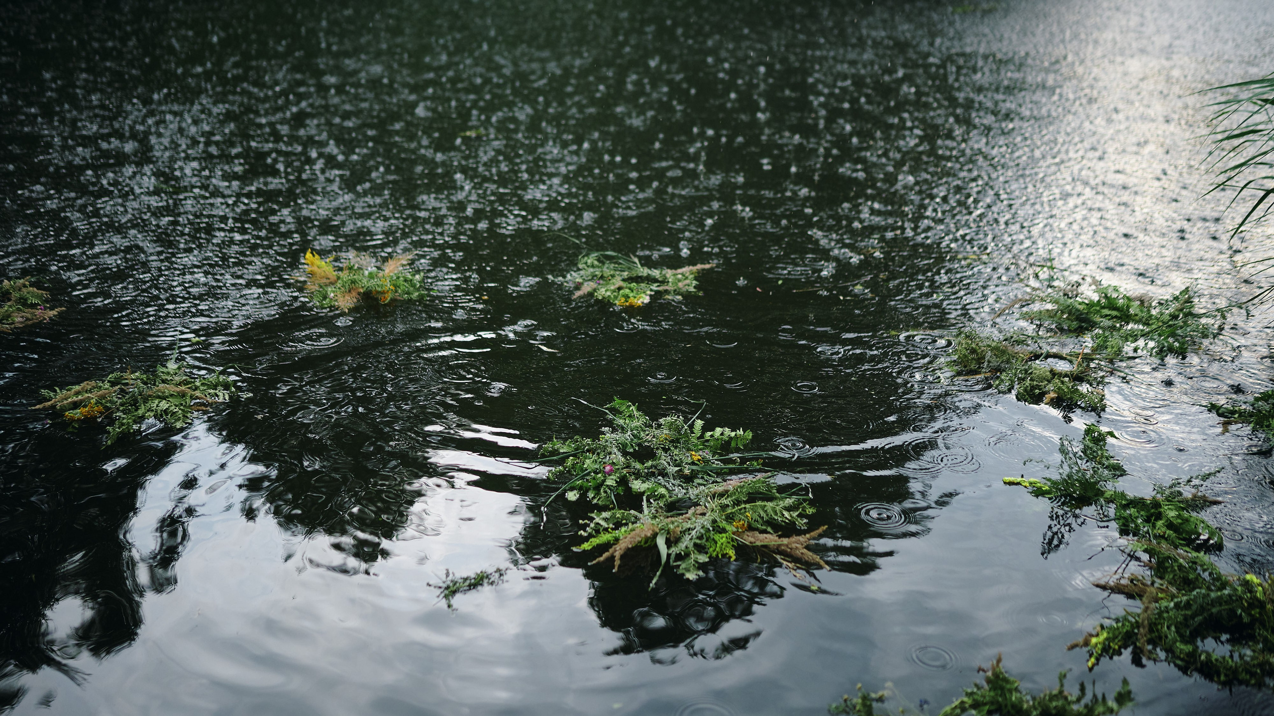 Lesta. Репортажной фотограф Ариан