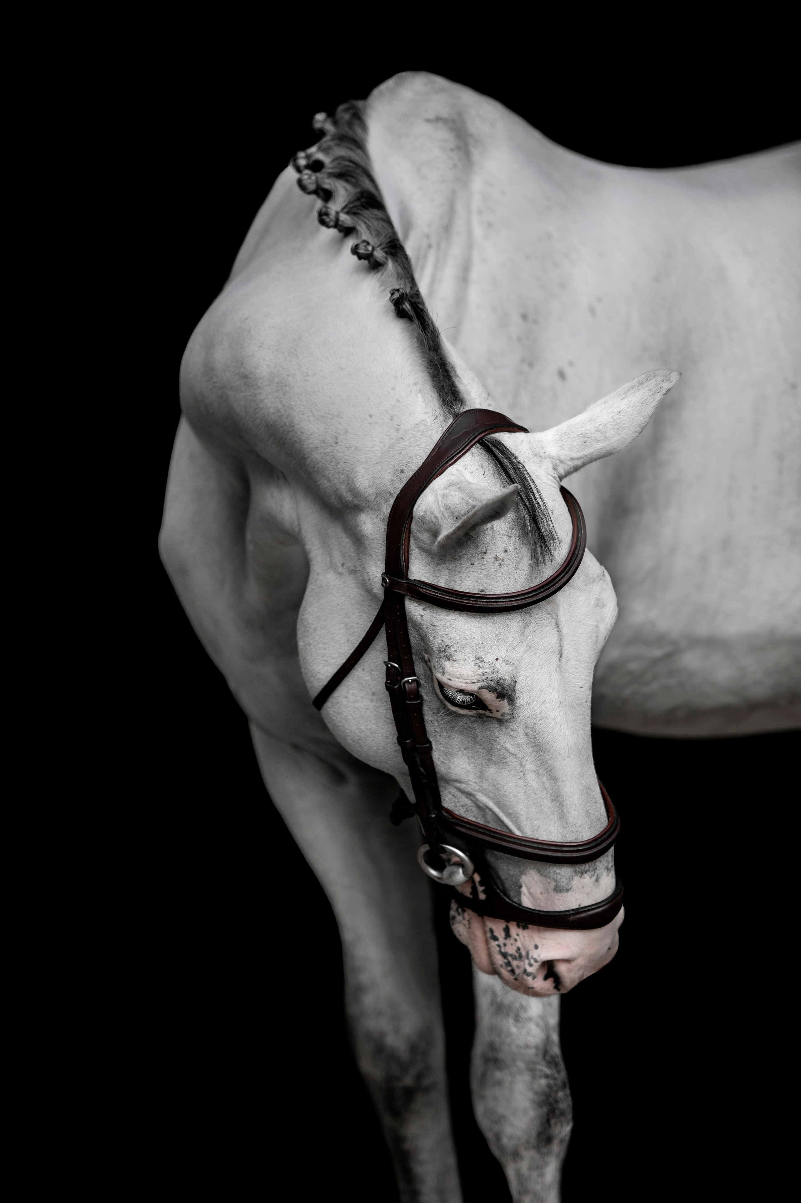 Конные портреты. Veronika Makeeva horse photo