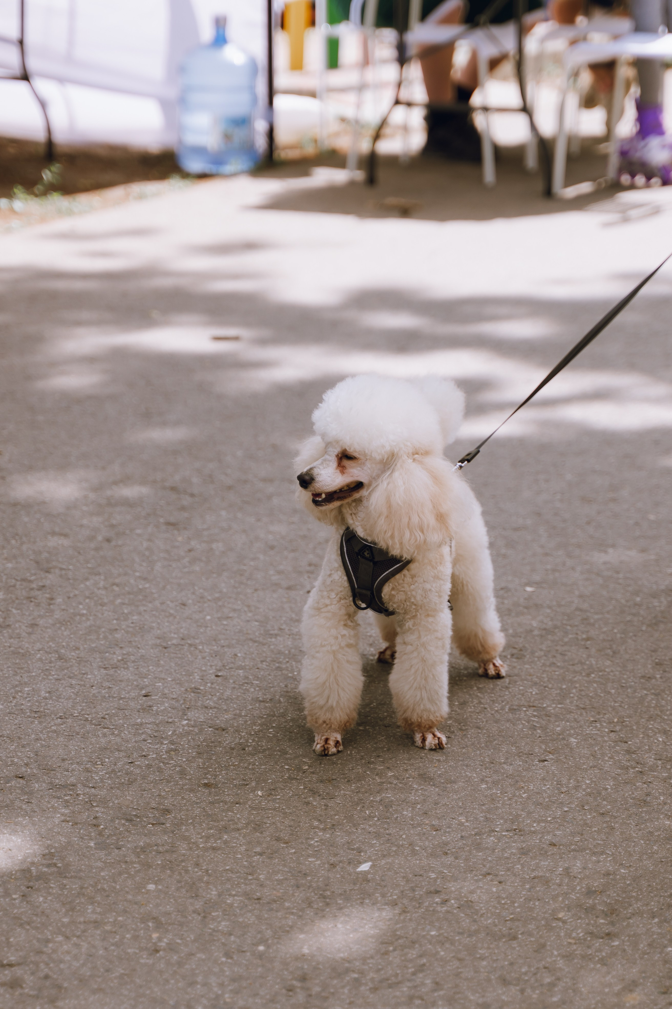 Площадка фестиваля «Мампус и его друзья» в Лесопарке 2025. Фотограф Надежда Погребняк | Рязань | Москва