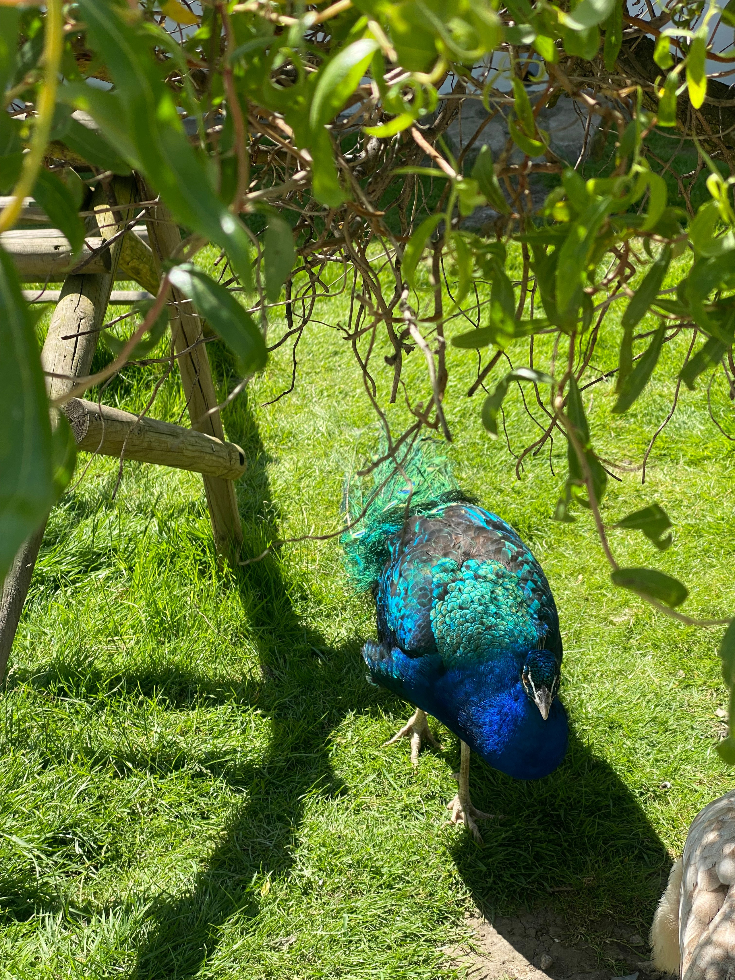 Валбджих. Своя Мастерская