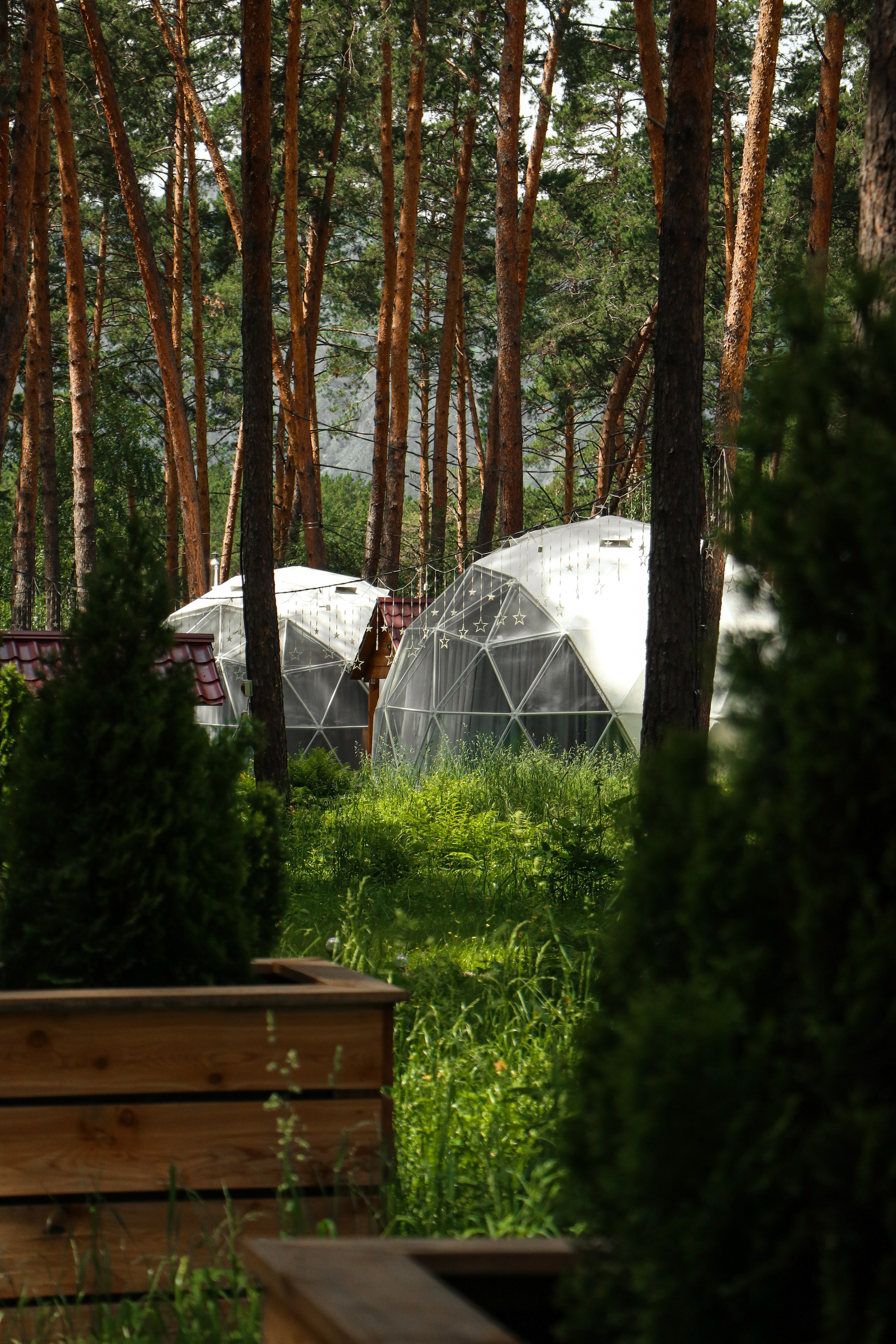 «Royal Forest» купольная база, респ. Алтай. Контент фотограф Дмитрий Борисов