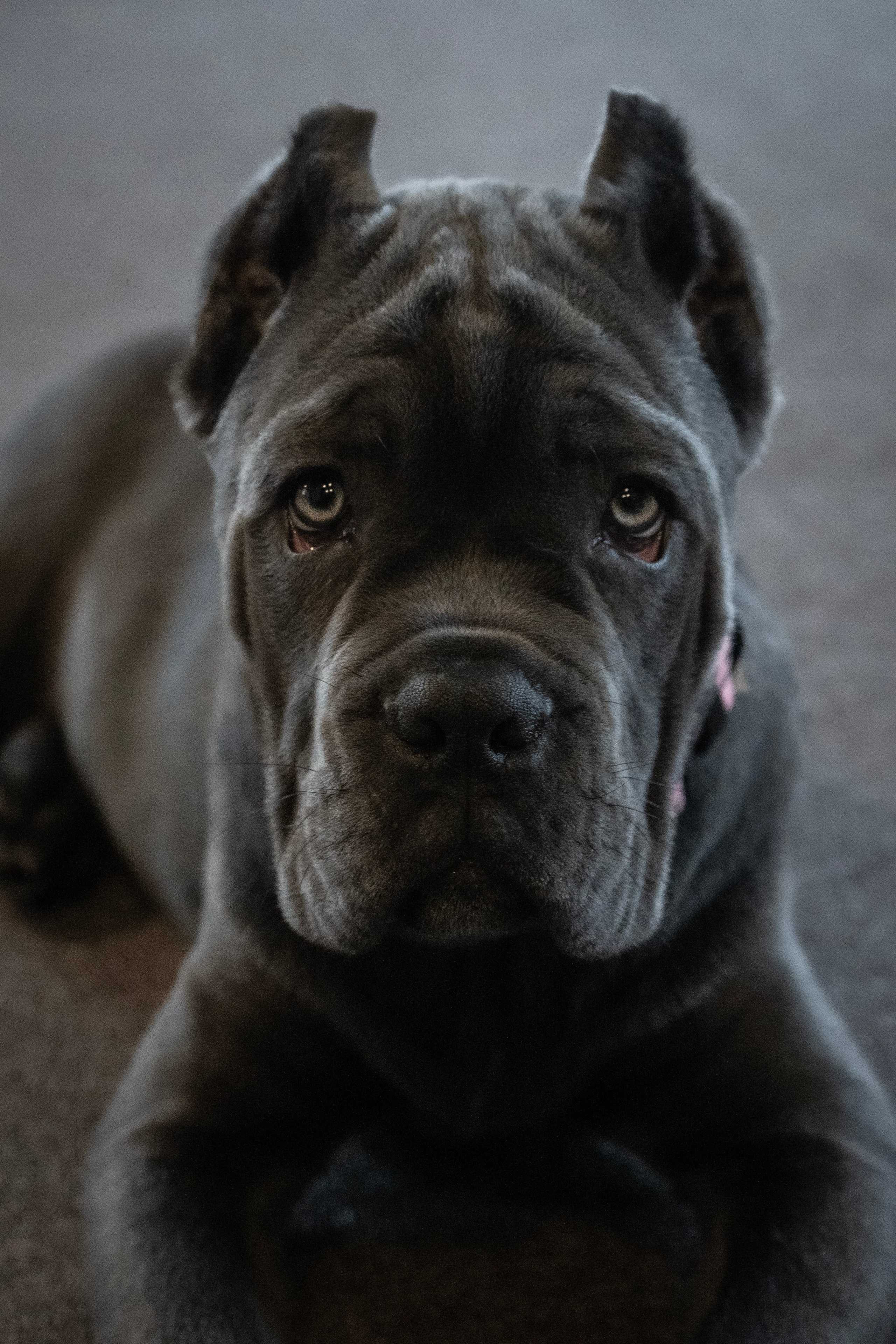 Фотосессии Пушистиков. Фотограф в Санкт-Петербурге Виктория Барышникова