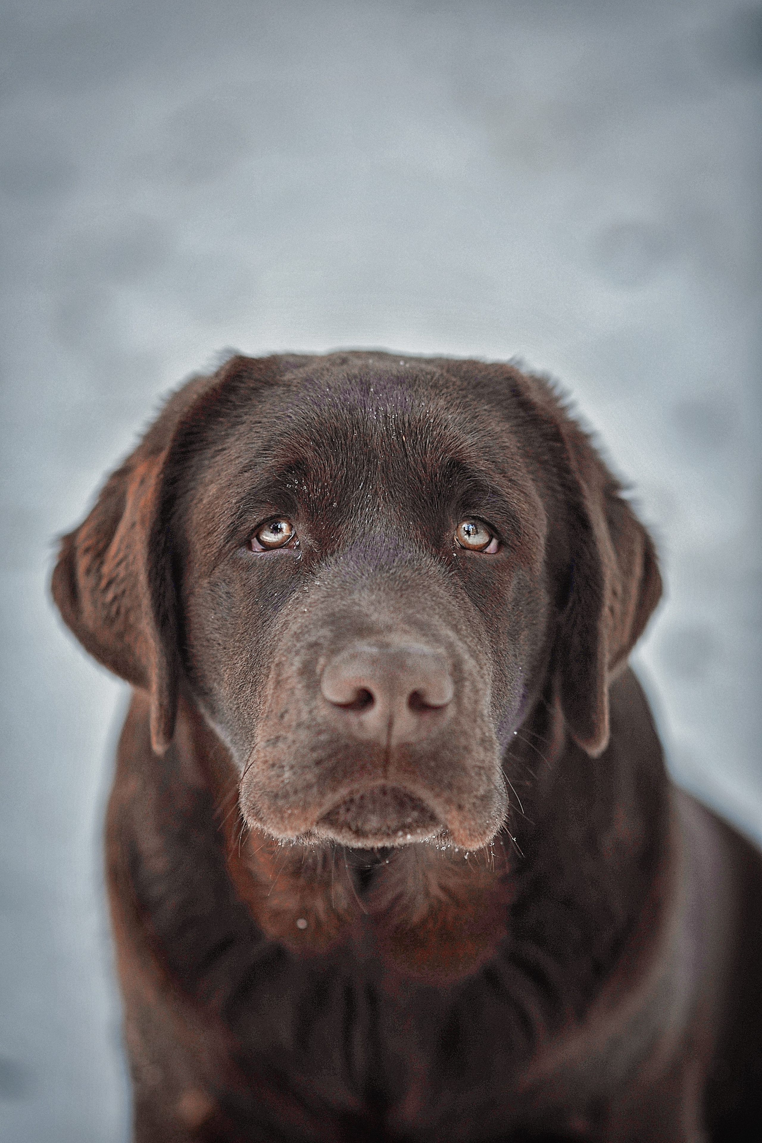 Фотосессия животных в Ижевских, фотограф животных. Детский, семейный фотограф в Ижевске и Москве Аксинья Лысенкова ADEN