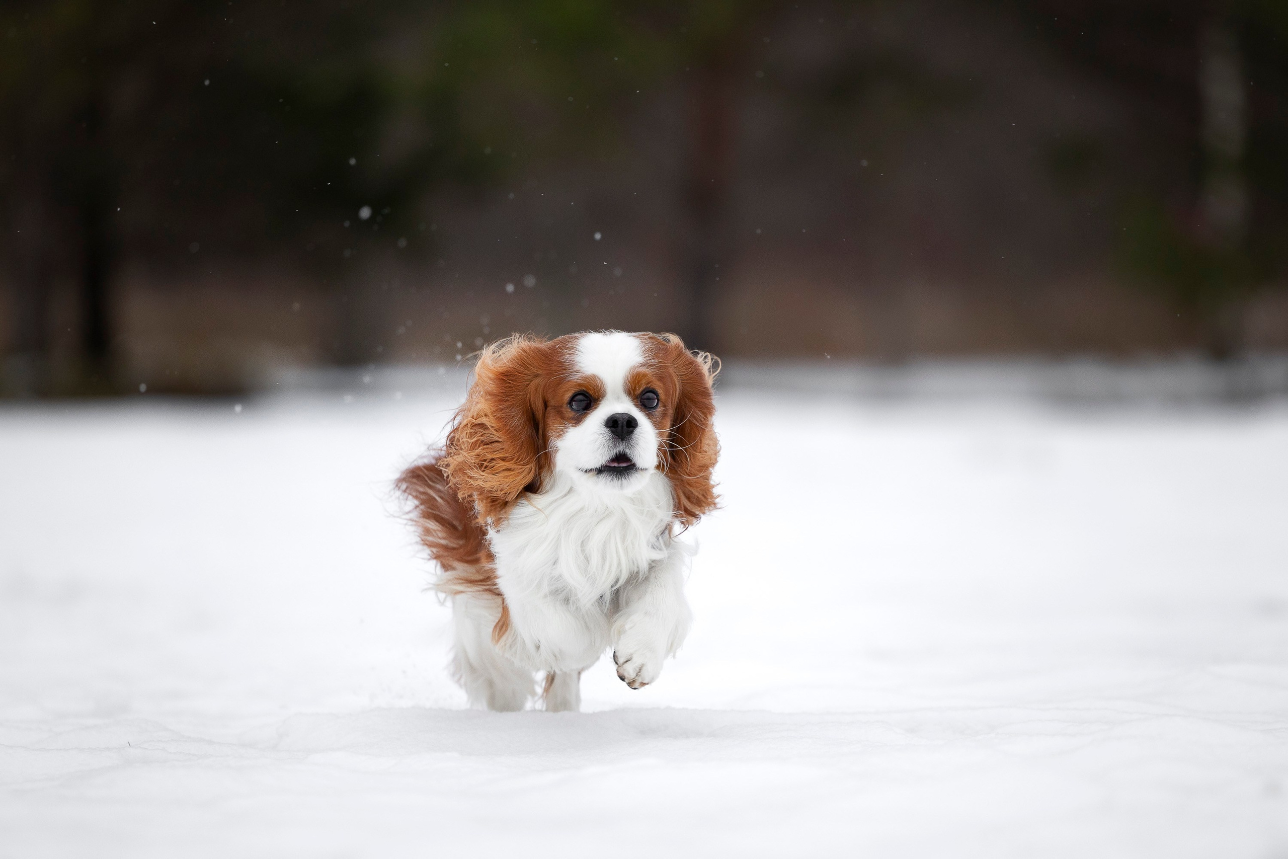 Кавалер Кинг Чарльз Спаниель и Людмила. Фотограф анималист, семейный фотограф, фотограф собак Комратова Мария. г. Москва