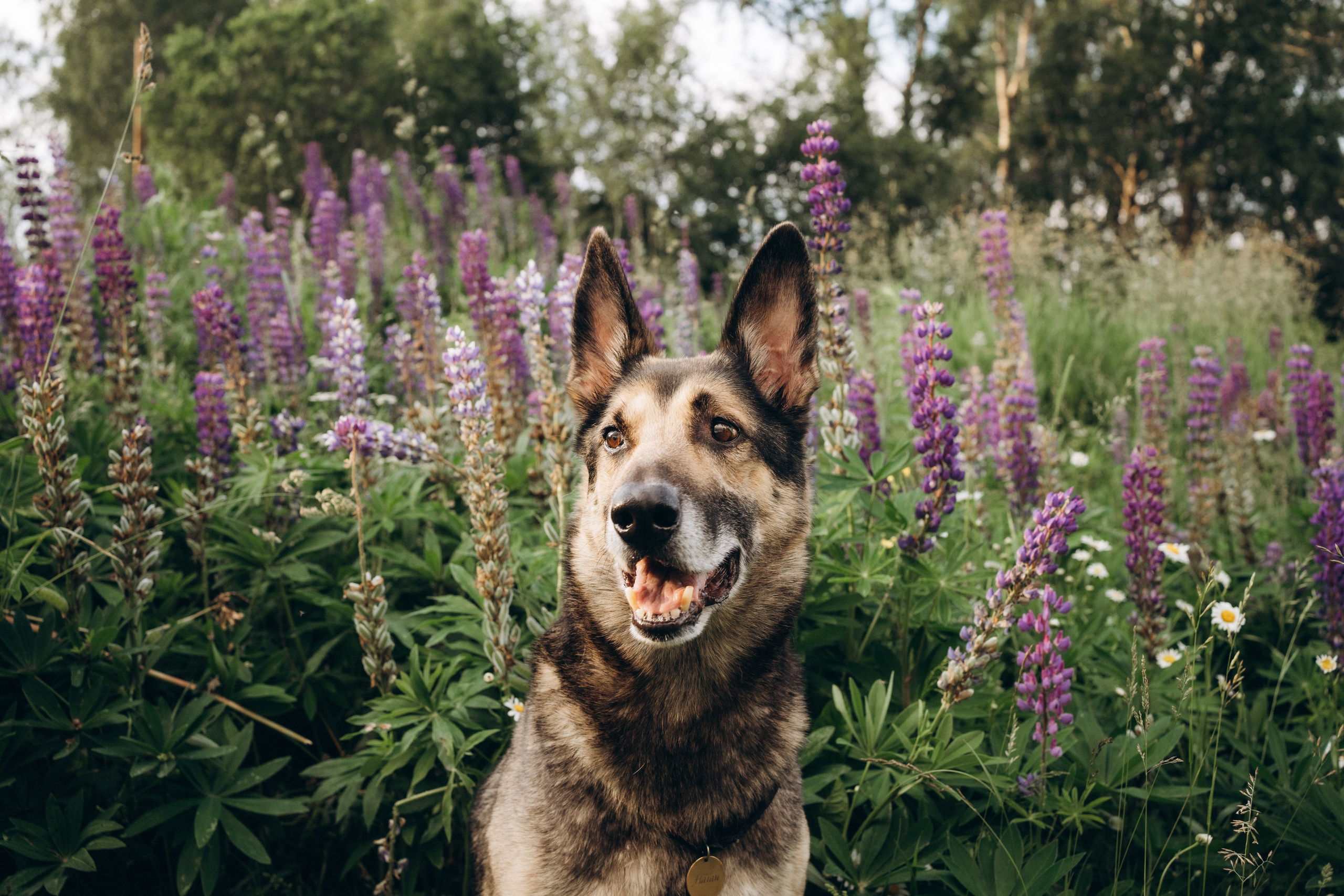 Алсу, Саша, Нага и Тако. Фотограф-анималист Анастасия Большакова