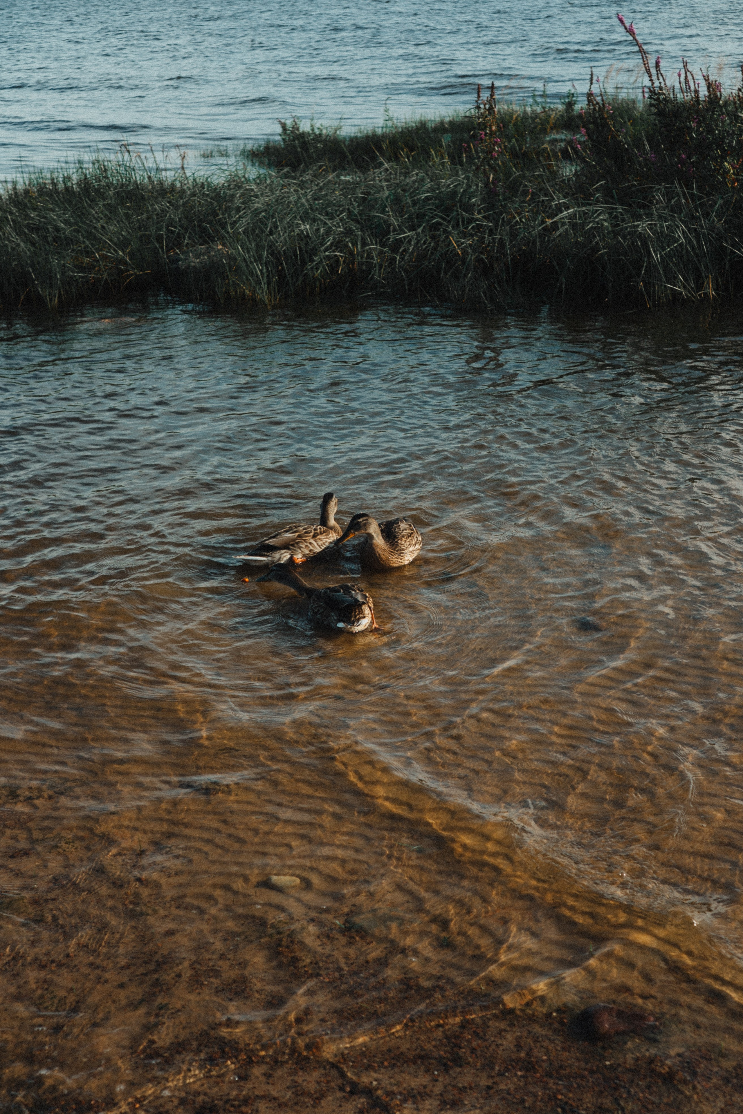 МАМА И ДОЧКА НА ФИНСКОМ ЗАЛИВЕ. Профессиональный фотограф, Санкт-Петербург — Виктория Богомолова