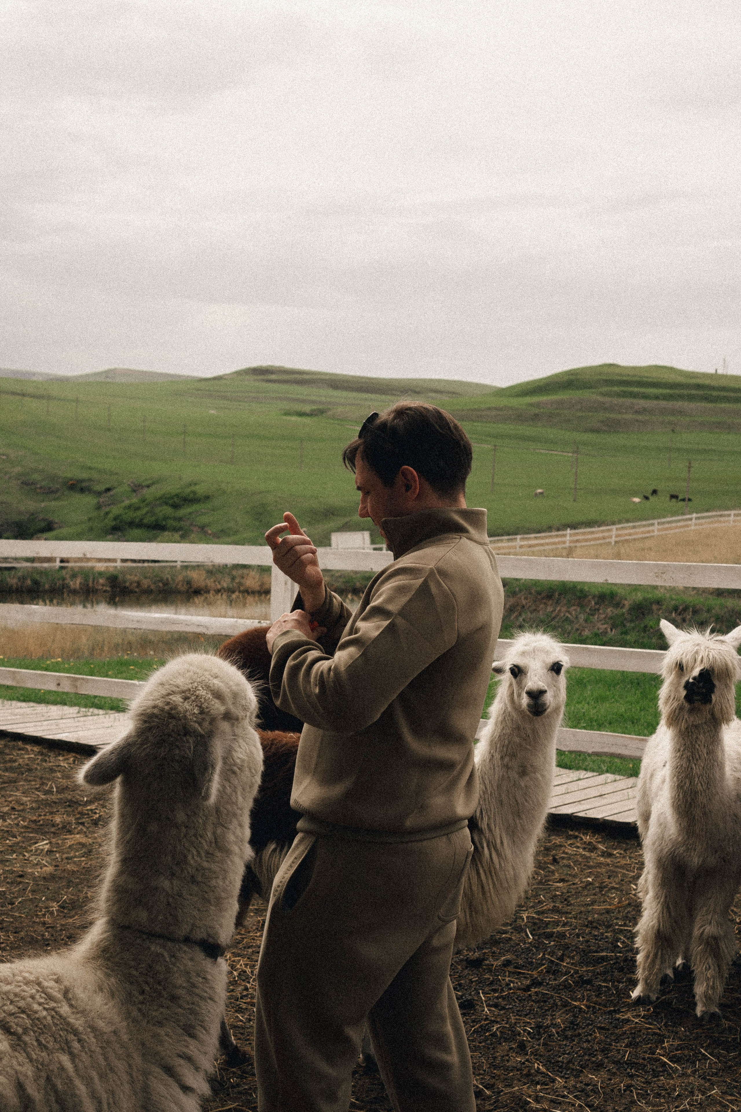 Ферма Альпак. Профессиональный фотограф, Санкт-Петербург — Виктория Богомолова