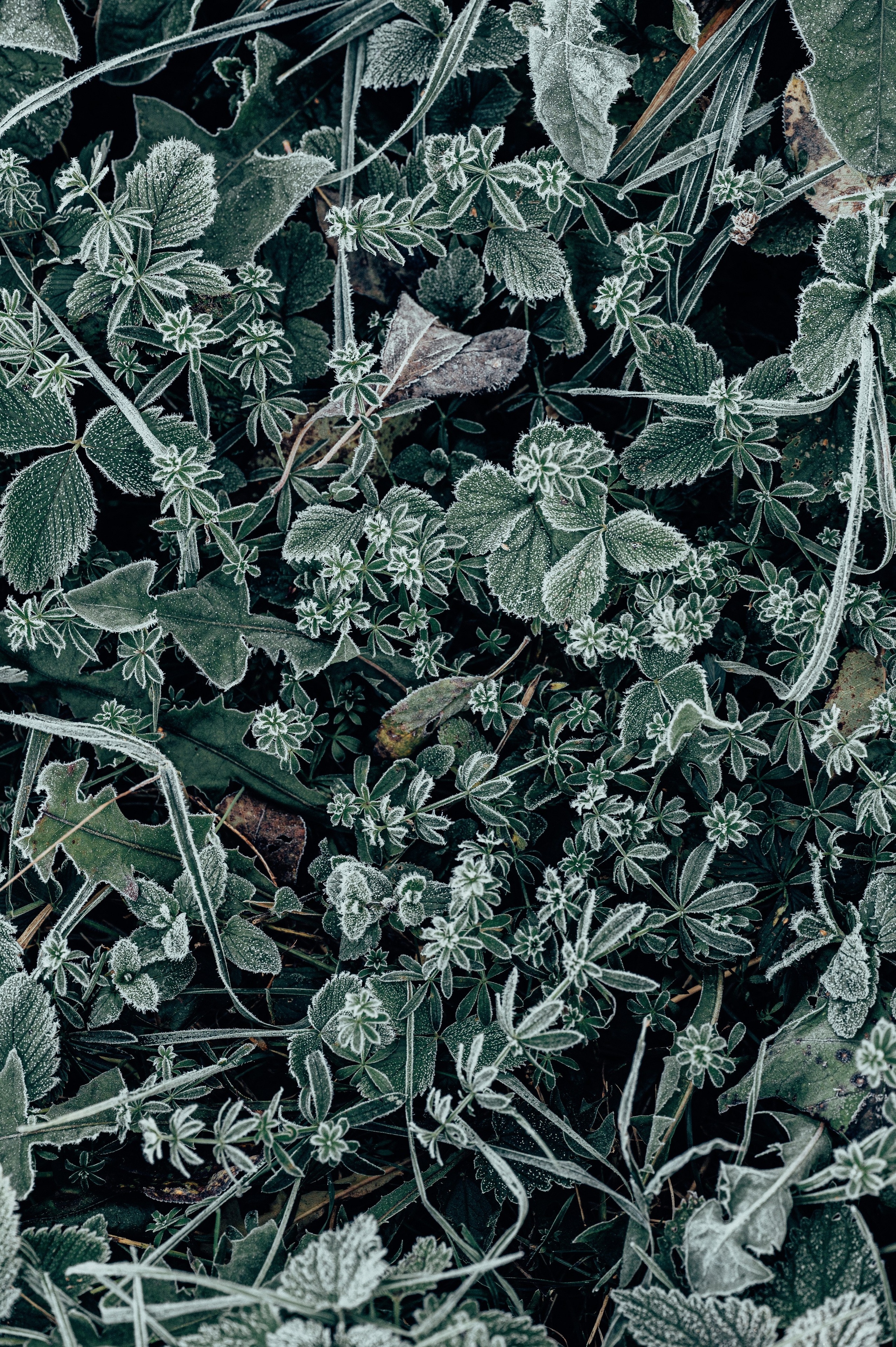 Природа. Максим Егоров, г. Ижевск. Репортажная, предметная съёмка и фуд-фотография