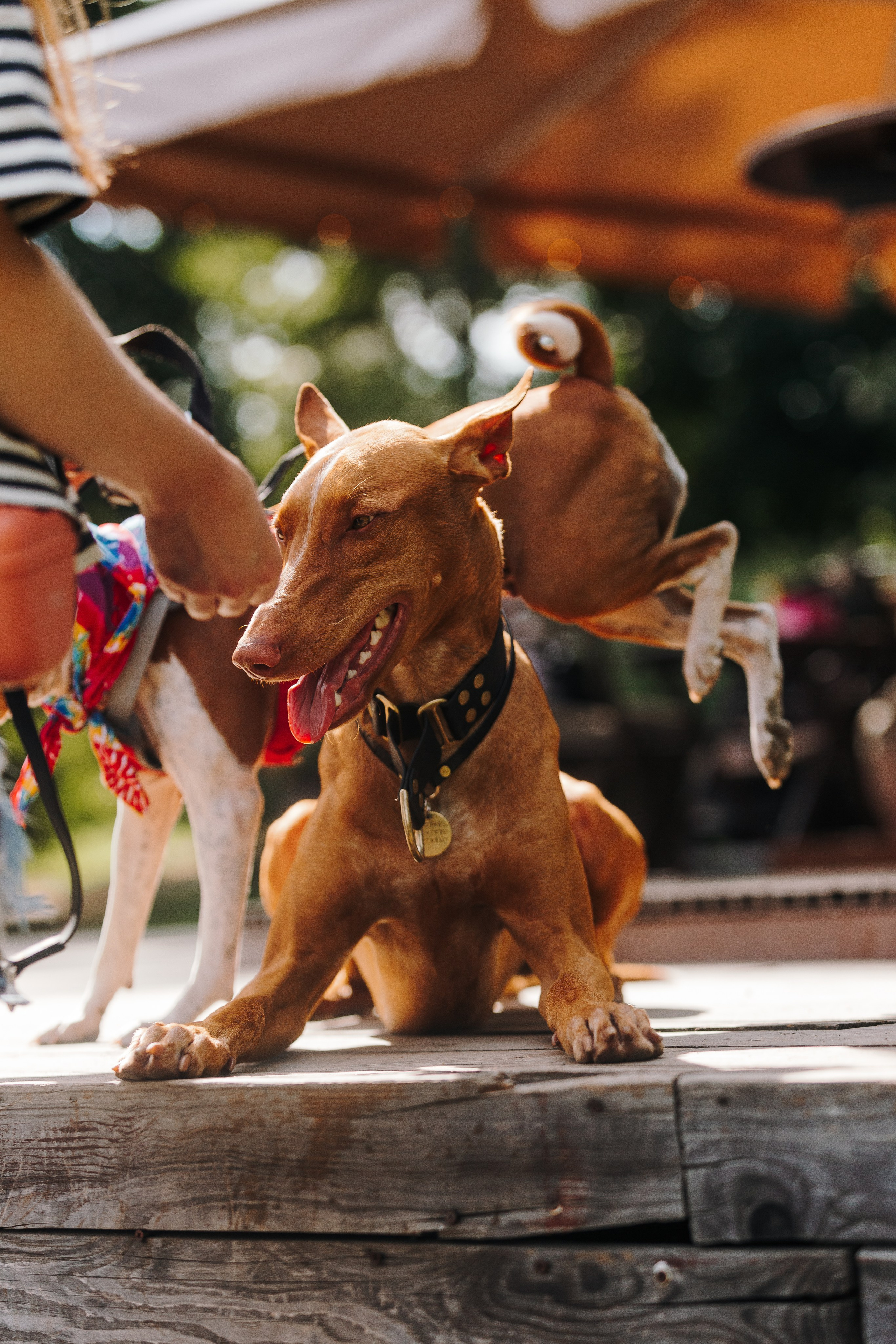 Petshop Sup day. Фотограф анималист Кристина Карпова, Москва