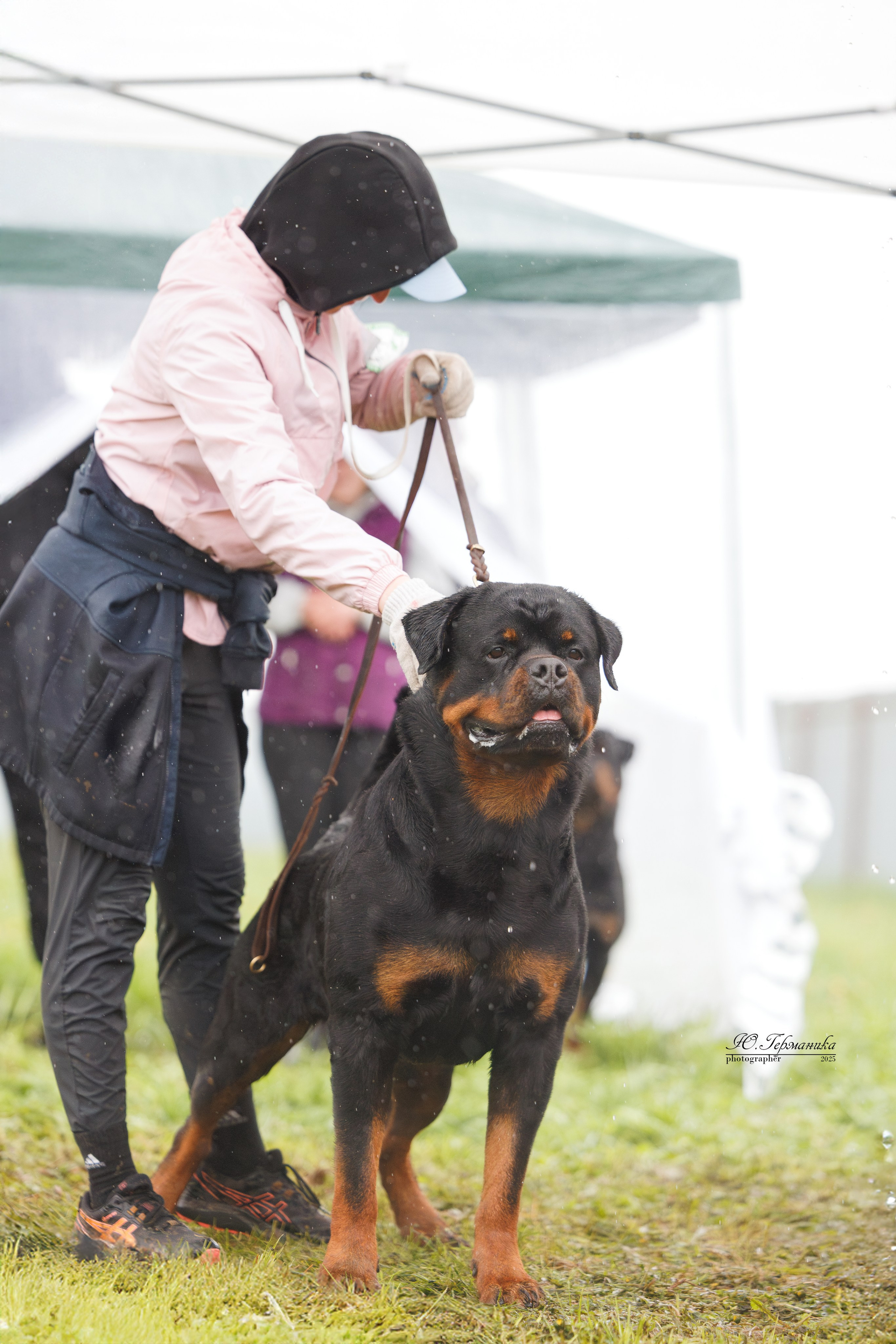 Нижний Новгород 2хмоно ротвейлеров 10-11.05.2025. Фотограф-анималист Юлия Германика